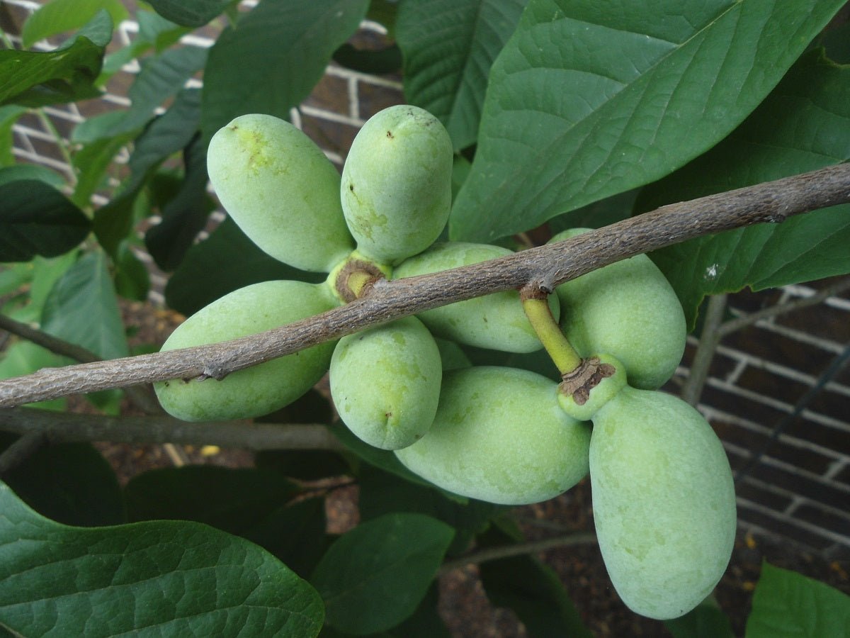 1 Paw Paw Tree- only Organic Pesticides Used, in 12” deep-root pot, 2nd  year tree (Dormant losing/no leaves)