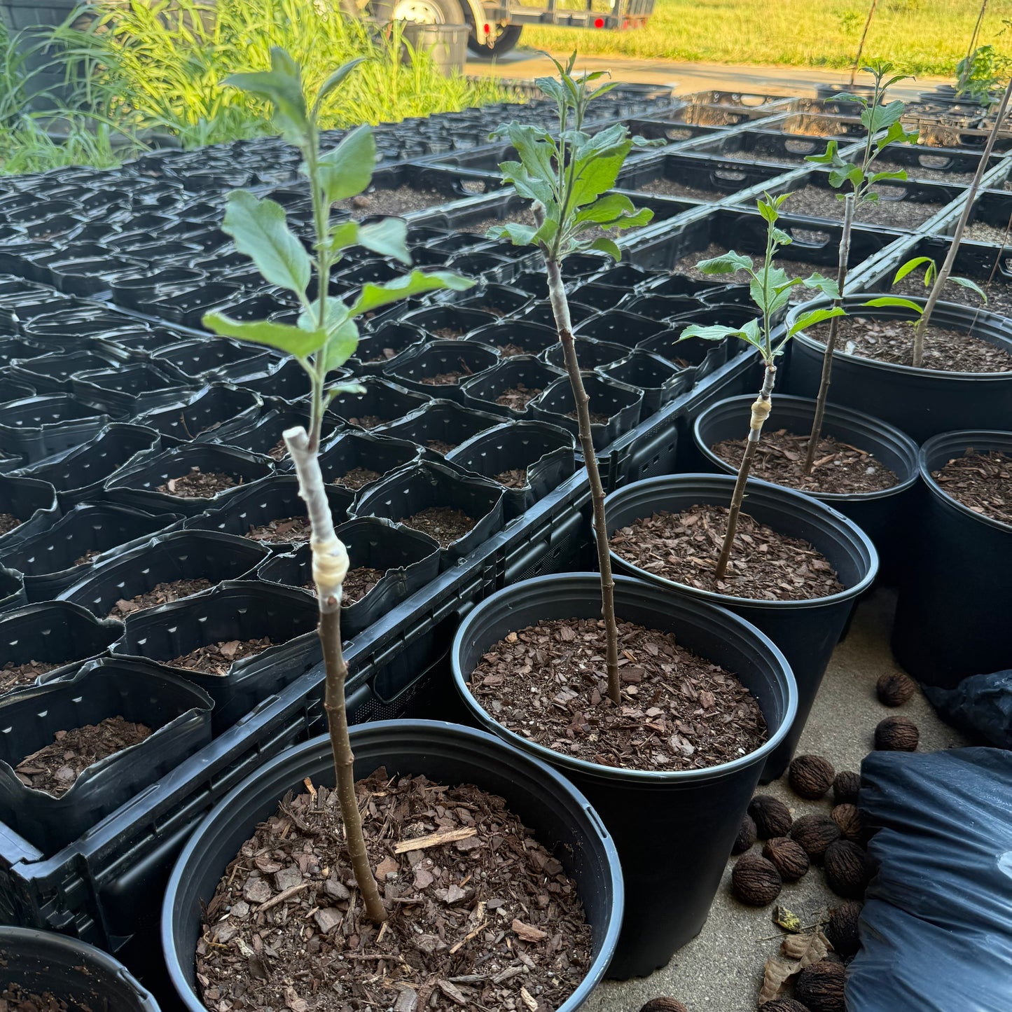 Wolf River Apple-Semi-dwarf, Walt Disney’s Favorite 1+ lb apples (M7 rootstock)