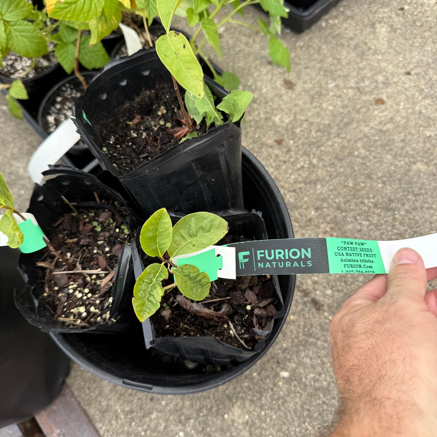 1 Paw Paw Tree- only Organic Pesticides Used, in 12” deep-root pot, 1st year tree (Dormant losing/no leaves)