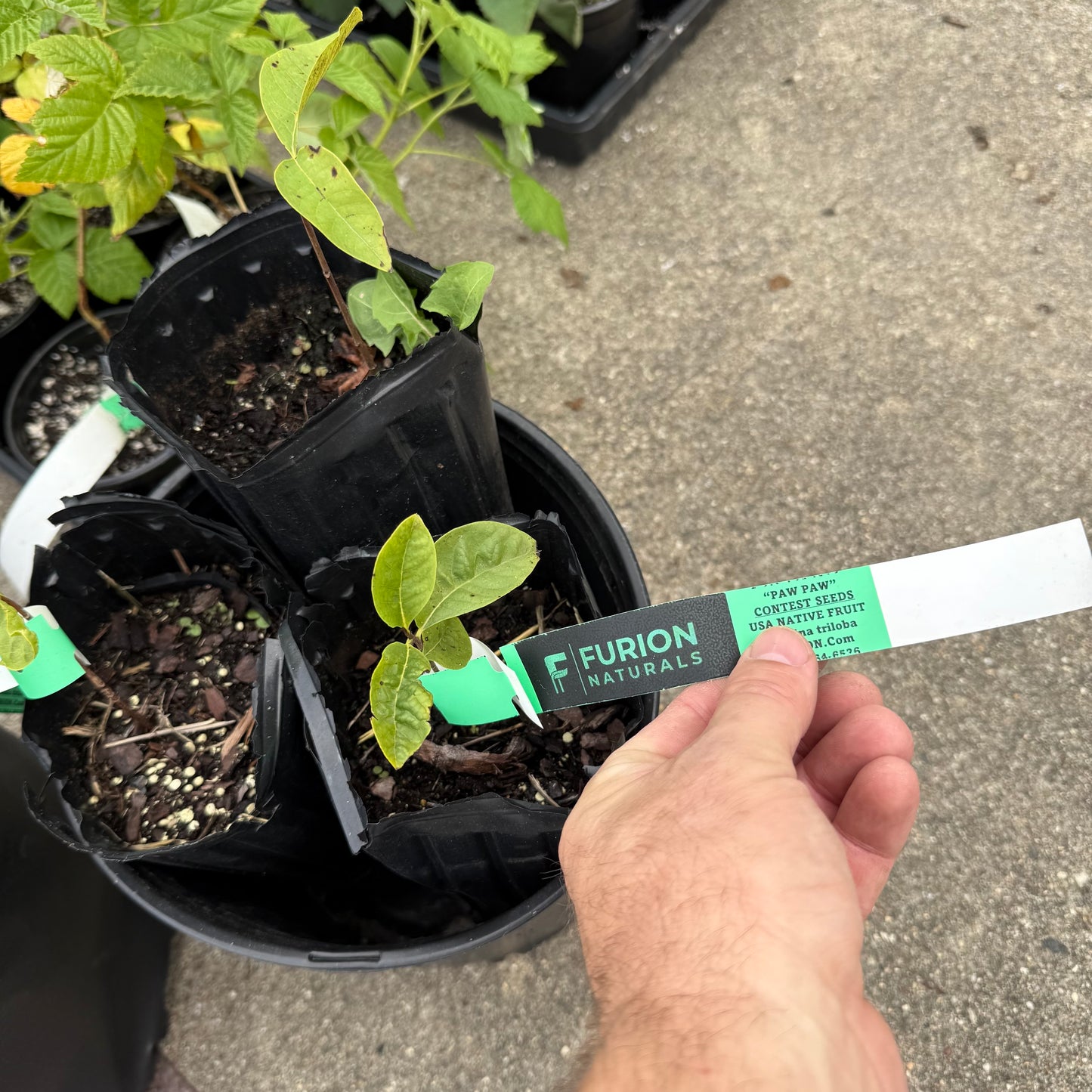 1 Paw Paw Tree- only Organic Pesticides Used, in 12” deep-root pot, 1st year tree (Dormant losing/no leaves)