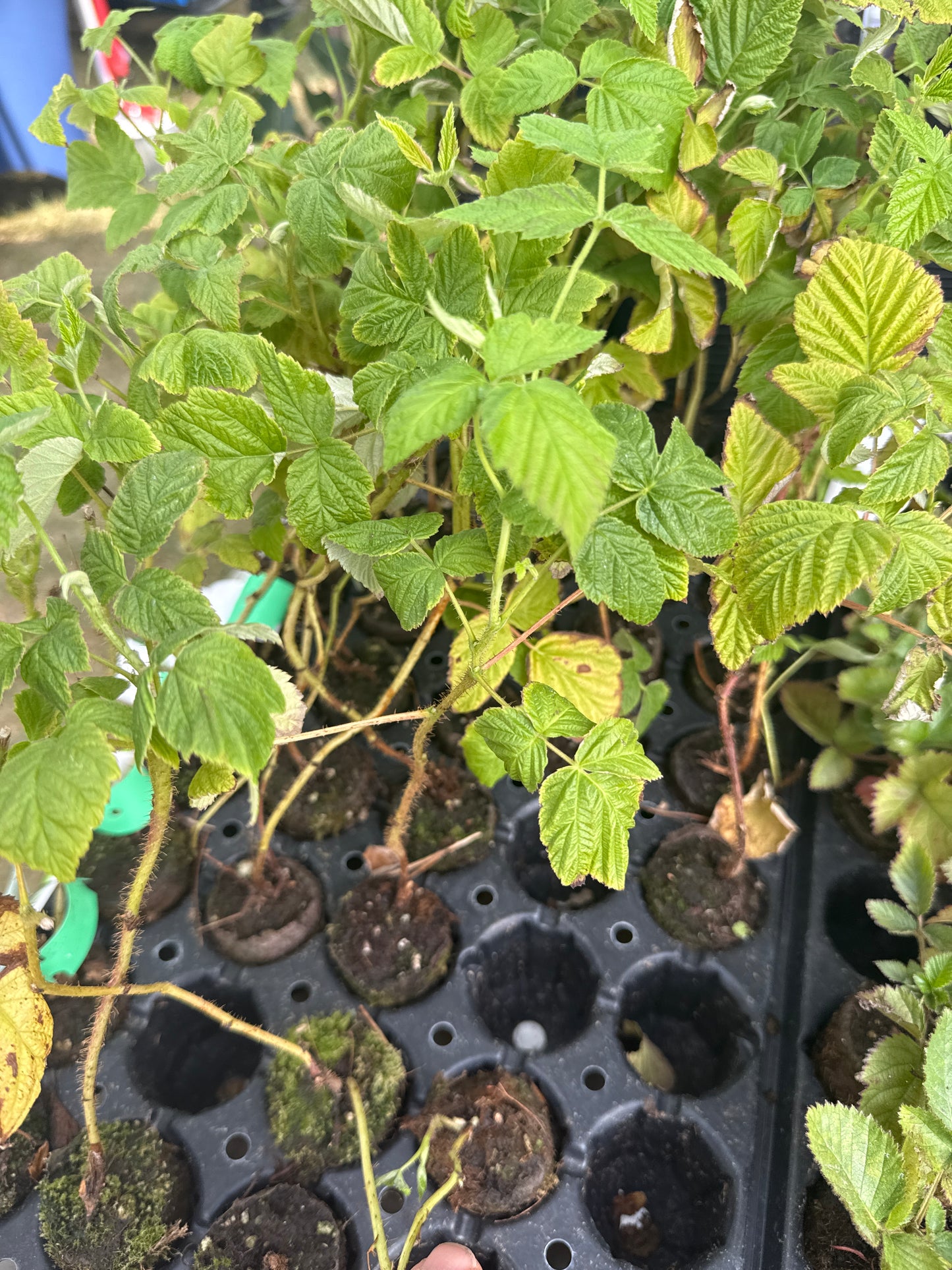 Patented Thornless BlackBerry & Raspberry Starter Plant (Plugs)- with Free 24" Greenhouse Miracle Grow Tube