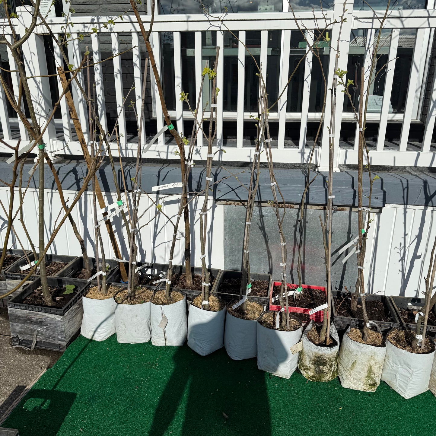 Pecan Trees-Grafted Commercial Quality Pecans- nuts in about 5 years vs over 10!