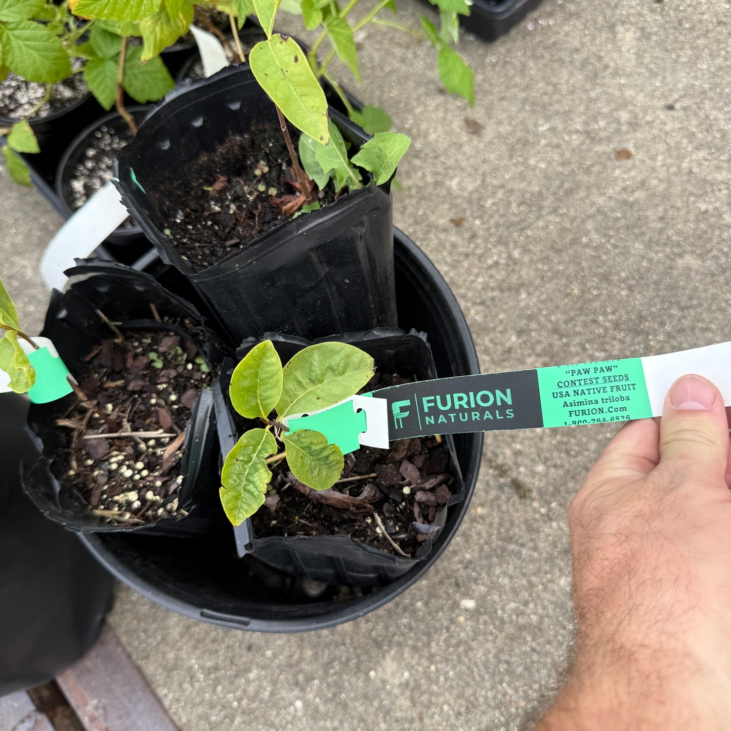 1 Paw Paw Tree- only Organic Pesticides Used, in 12” deep-root pot, 1st year tree (Dormant losing/no leaves)