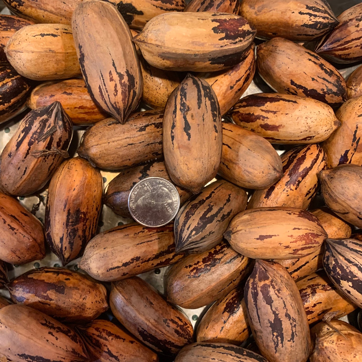 Amish Raised Pecans - in shell ‘Mohawk’ a Mammoth Pecan larger than Pawnee