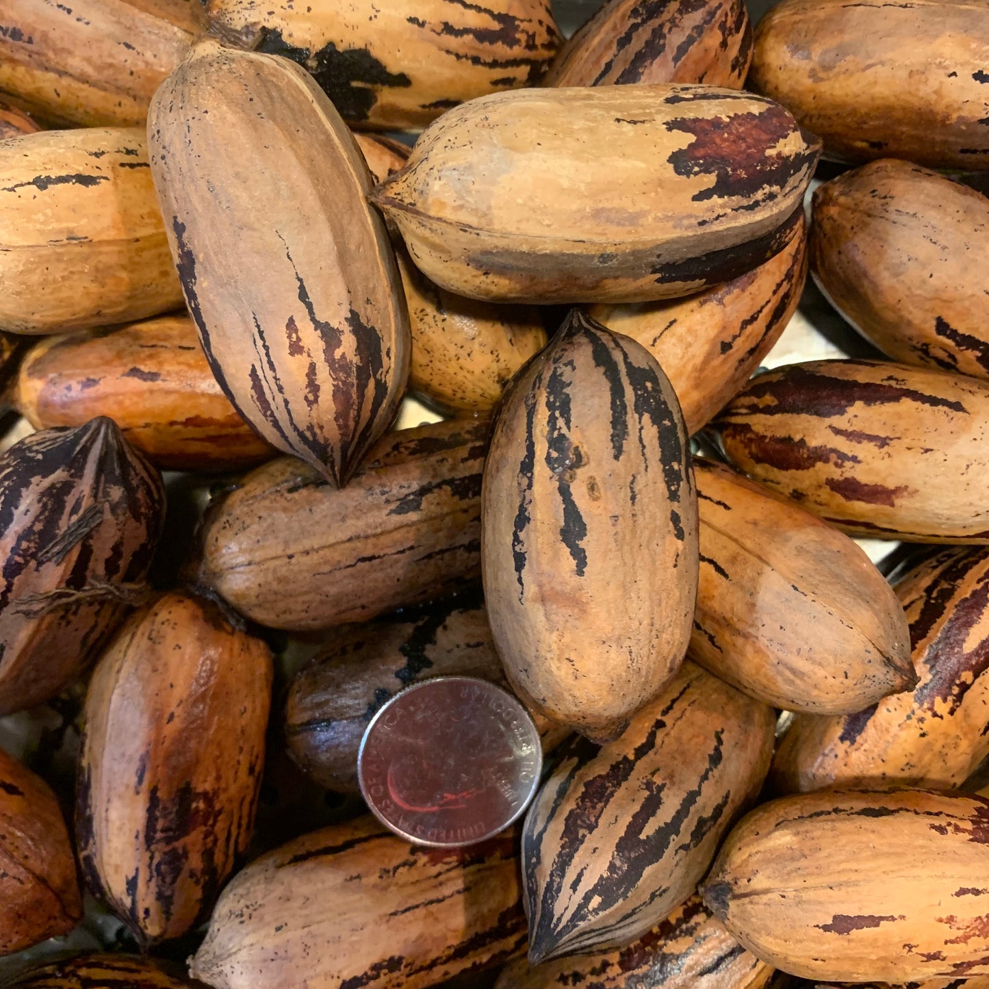 Amish Raised Pecans - in shell ‘Mohawk’ a Mammoth Pecan larger than Pawnee