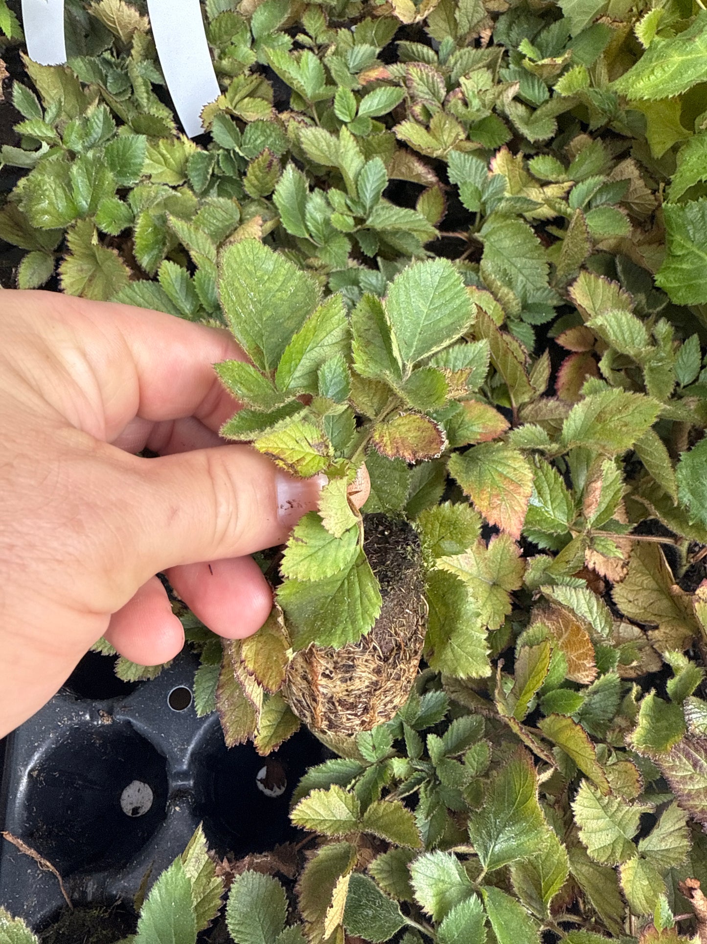 Patented Thornless BlackBerry & Raspberry Starter Plant (Plugs)- with Free 24" Greenhouse Miracle Grow Tube