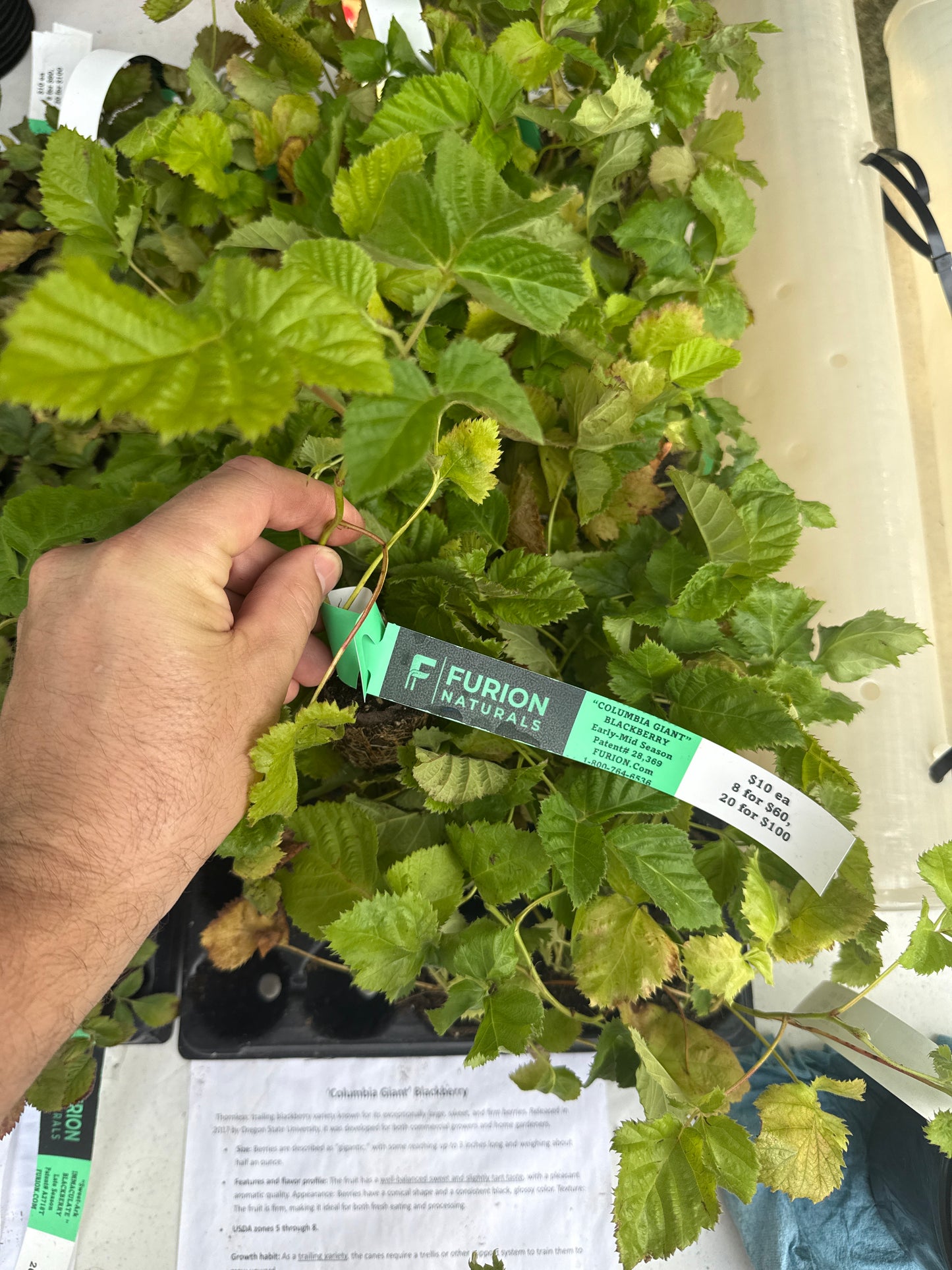 Patented Thornless BlackBerry & Raspberry Starter Plant (Plugs)- with Free 24" Greenhouse Miracle Grow Tube