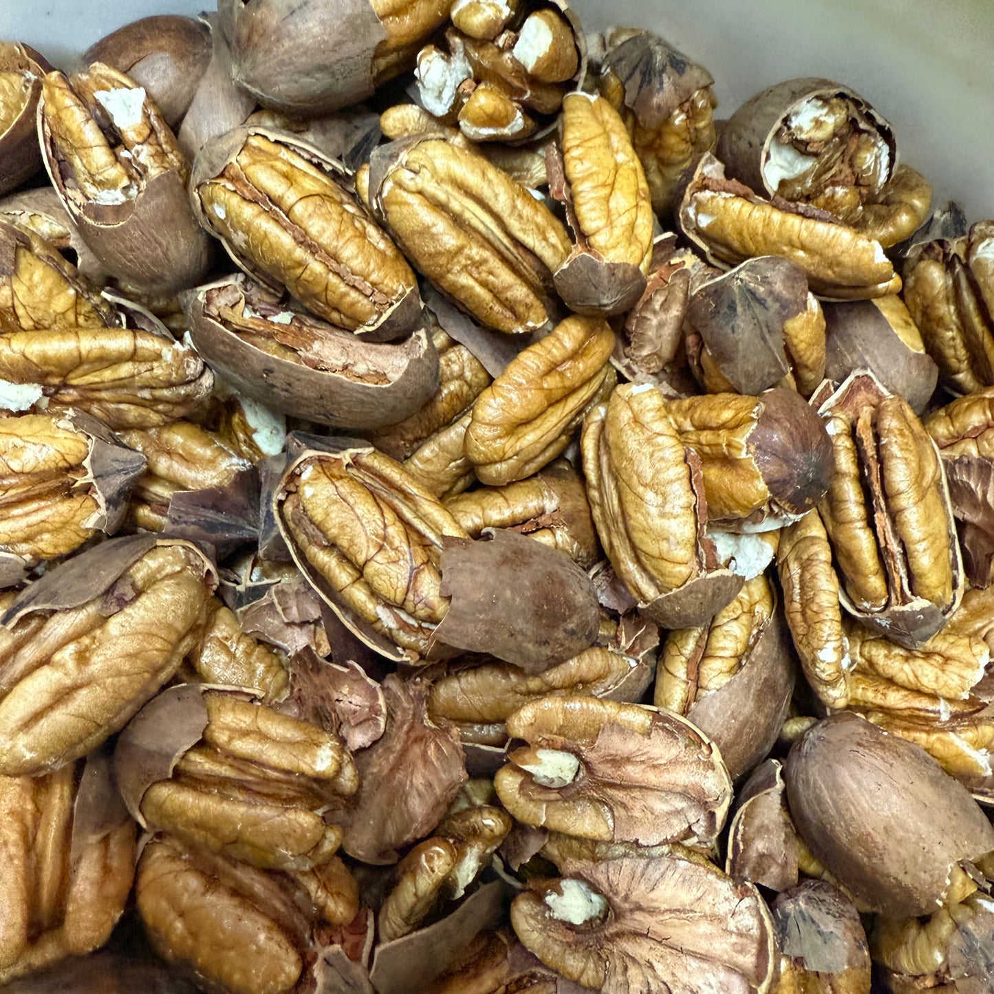5 lbs Mammoth Pecans: Small Farm Raised, Fresh Cracked Northern-Pawnee variety Free Shipping