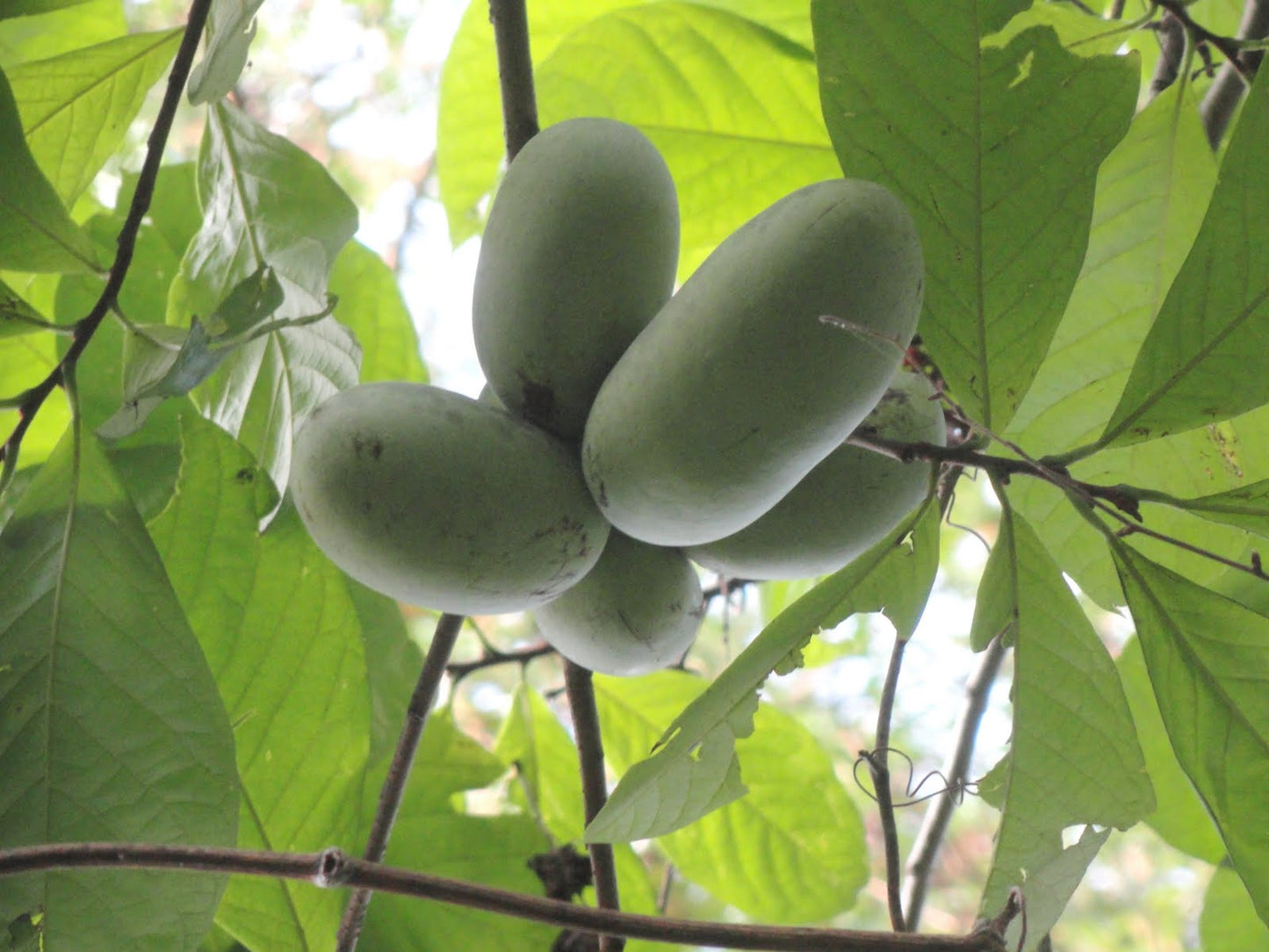 1 Paw Paw Tree- only Organic Pesticides Used, in 12” deep-root pot, 2nd  year tree (Dormant losing/no leaves)