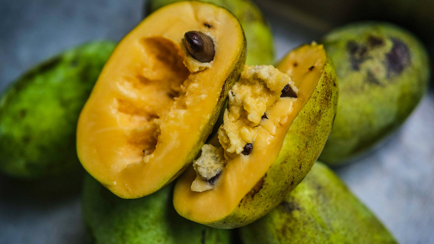 1 Paw Paw Tree- only Organic Pesticides Used, in 12” deep-root pot, 2nd  year tree (Dormant losing/no leaves)