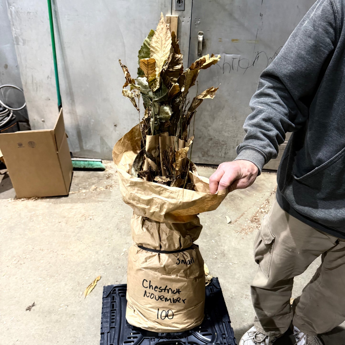 3 Professional Bred Hybrid Chestnut Trees 12-24” Great for Deer & wildlife