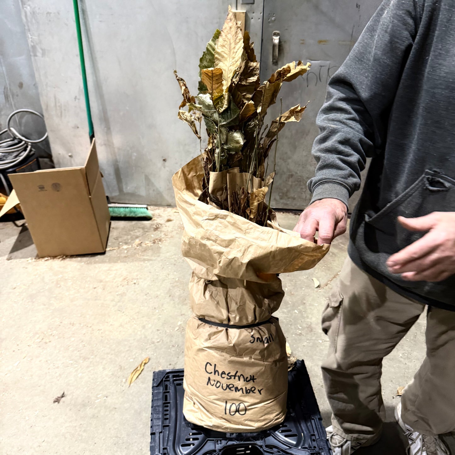 3 Professional Bred Hybrid Chestnut Trees 12-24” Great for Deer & wildlife