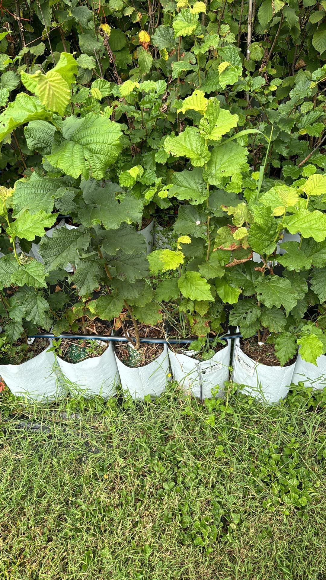 Hazelnut Rutgers/OSU Patented Hybrid-Hunterdon