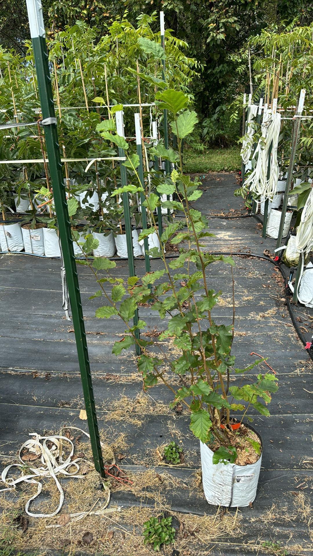Hazelnut Rutgers/OSU Patented Hybrid-Hunterdon