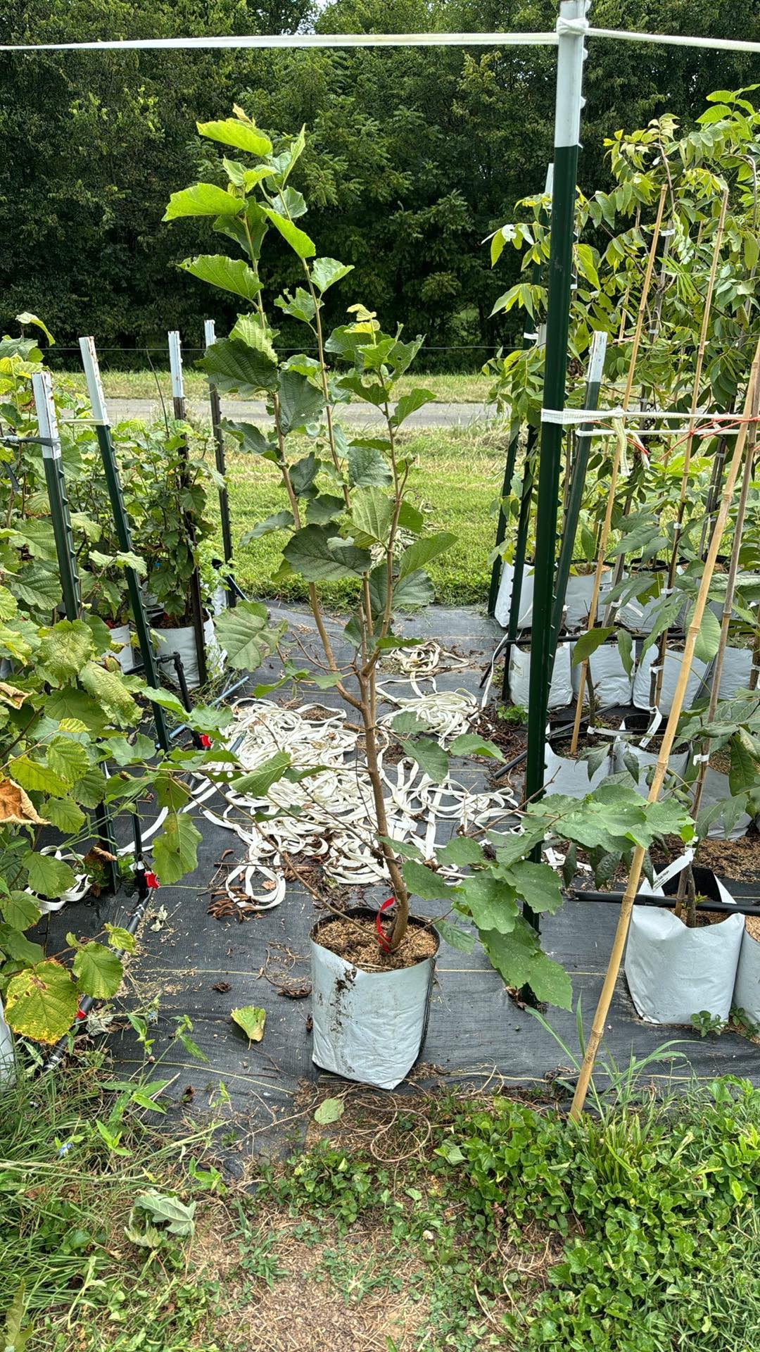 Hazelnut Rutgers/OSU Patented Hybrid-Hunterdon