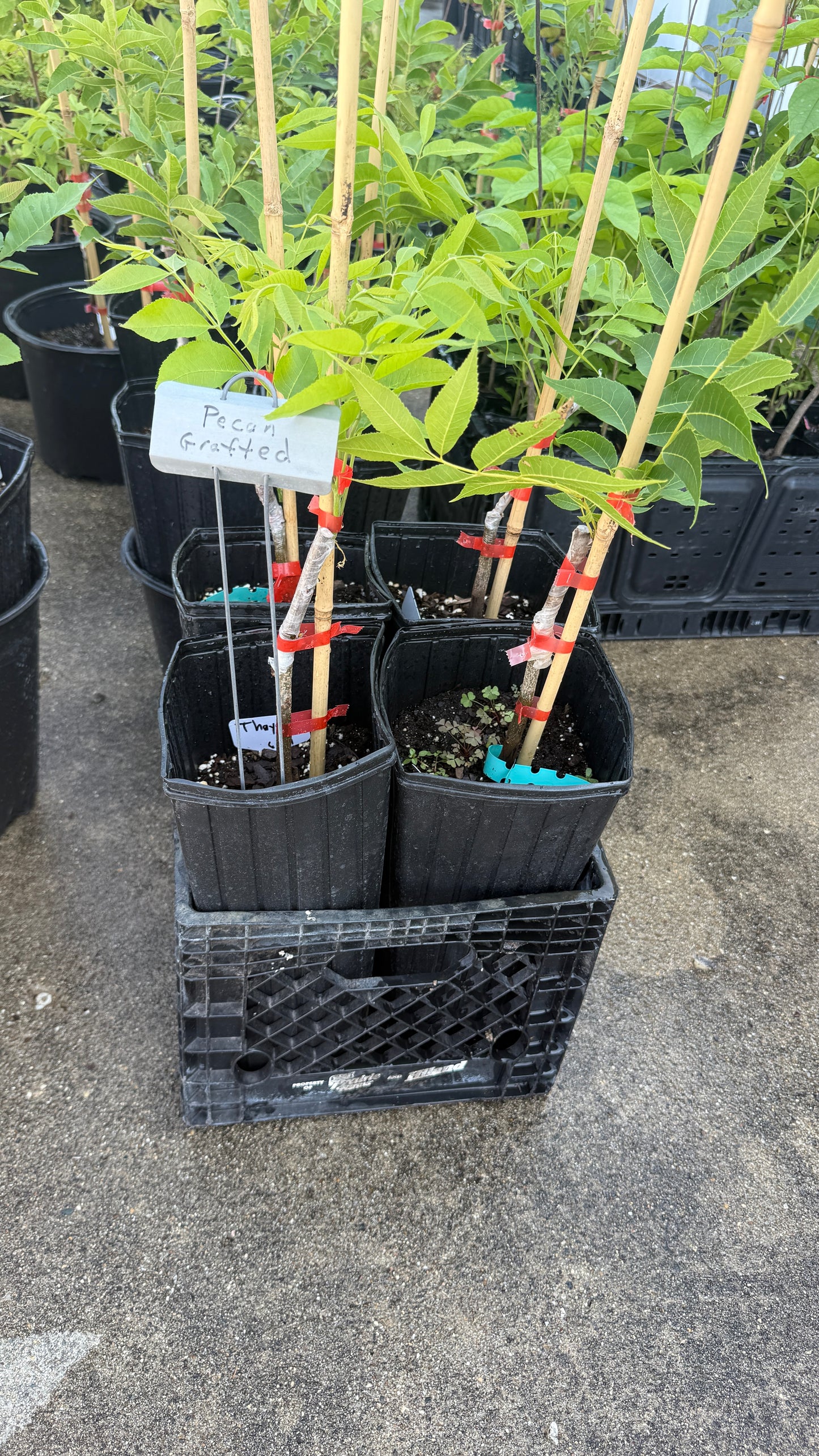 Pecan Trees-Grafted Commercial Quality Pecans Nuts in about 5 years vs 10+, 6x16 tree pots