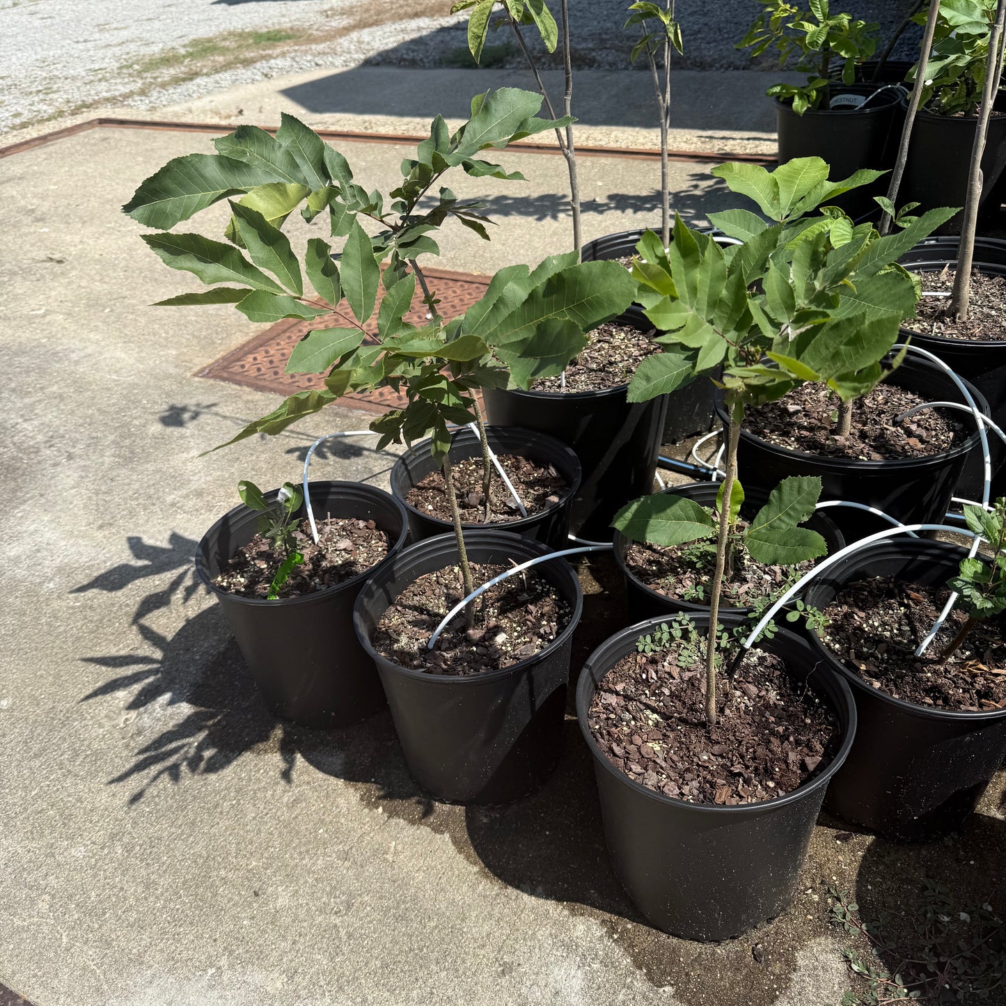 Pecan Tree Seedling- from a "Deer Stand", Ultra-Northern Variety