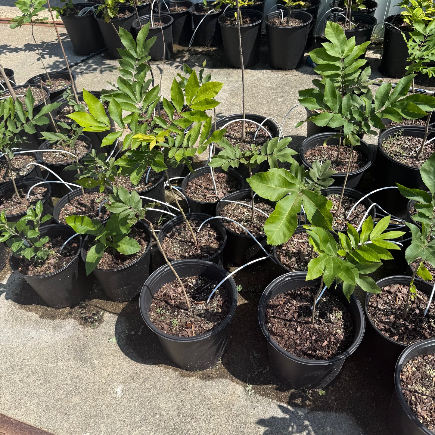 Pecan Tree Seedling- from a "Deer Stand", Ultra-Northern Variety