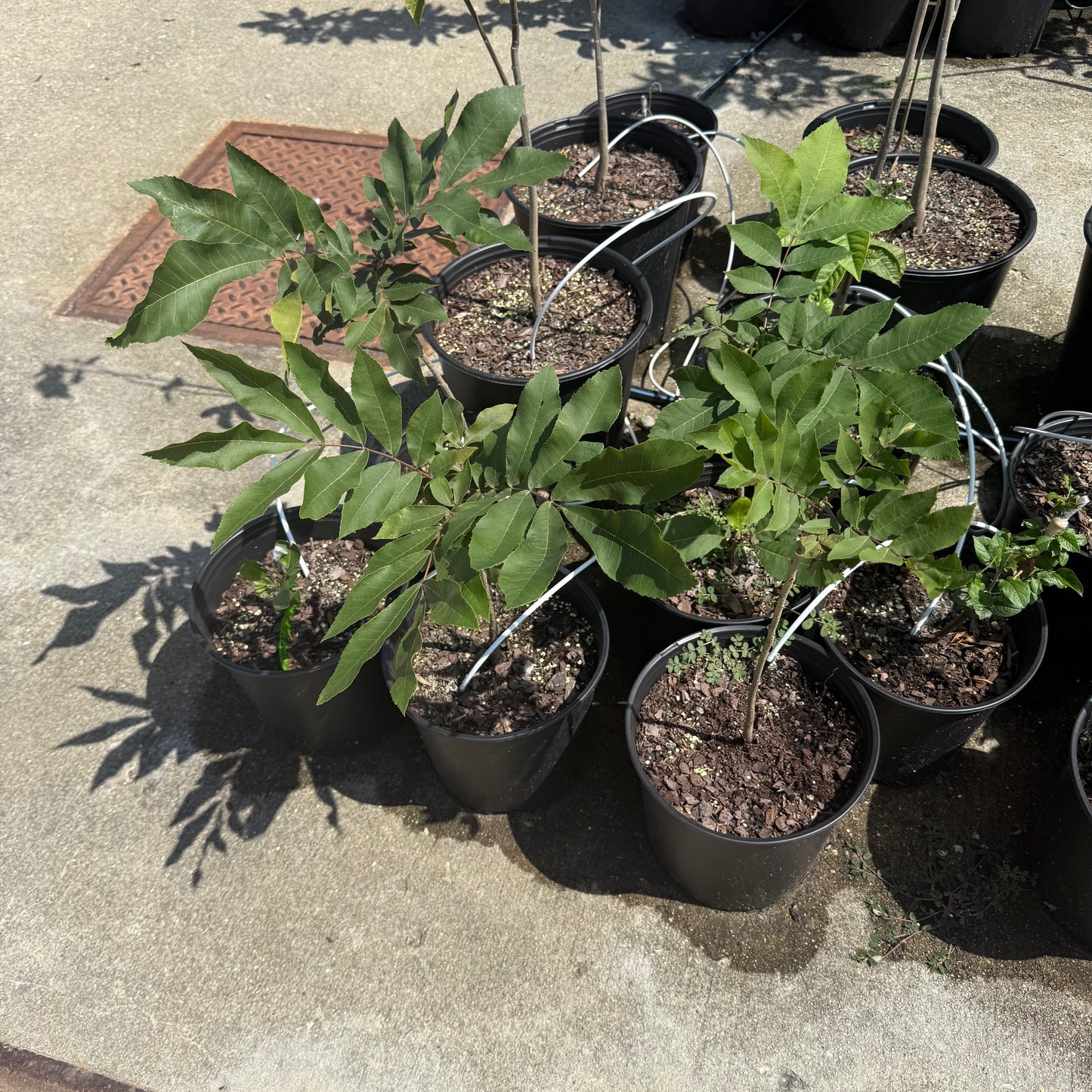 Pecan Tree Seedling- from a "Deer Stand", Ultra-Northern Variety