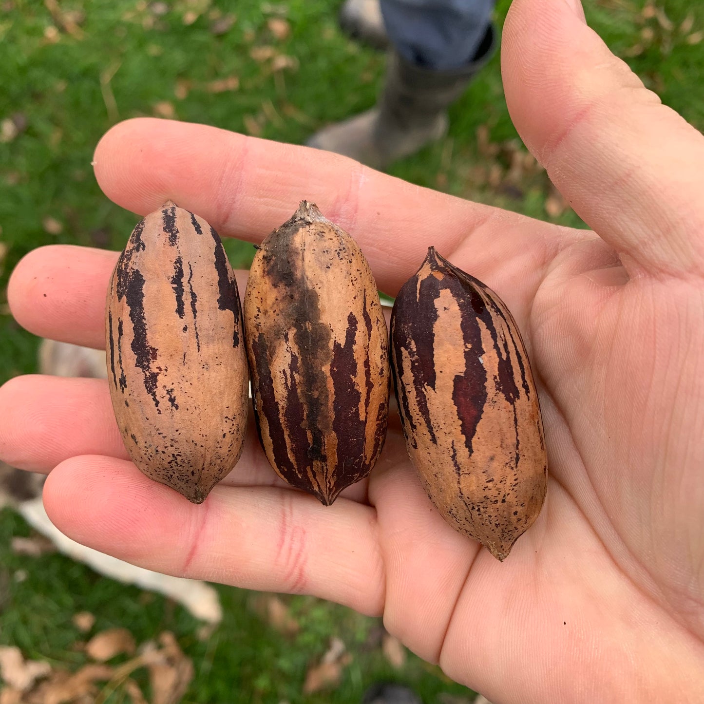 Amish Raised Pecans - in shell ‘Mohawk’ a Mammoth Pecan larger than Pawnee