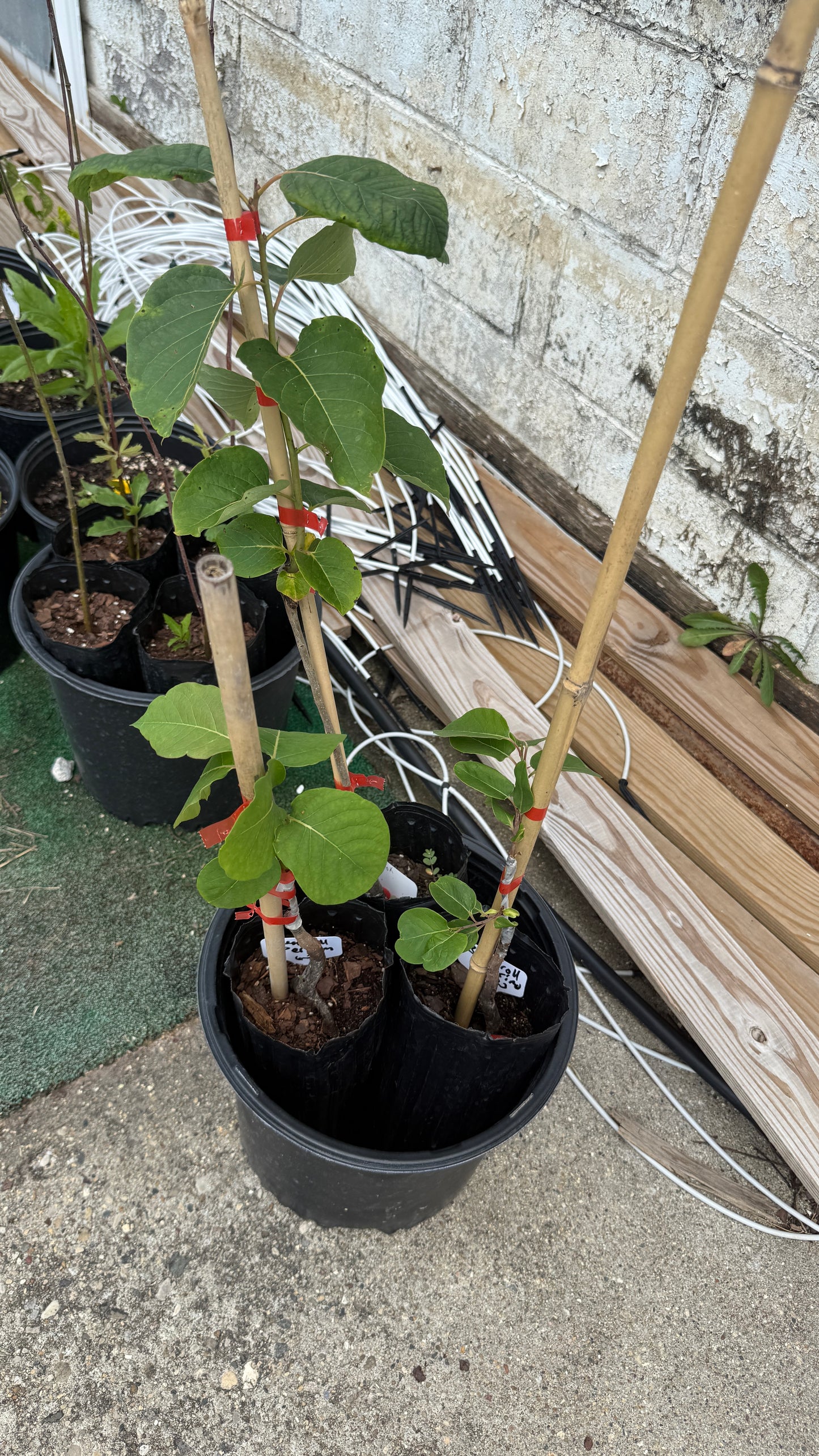 Prok Persimmons Grafted 21-24+” Tall in a 4x12” tree pot