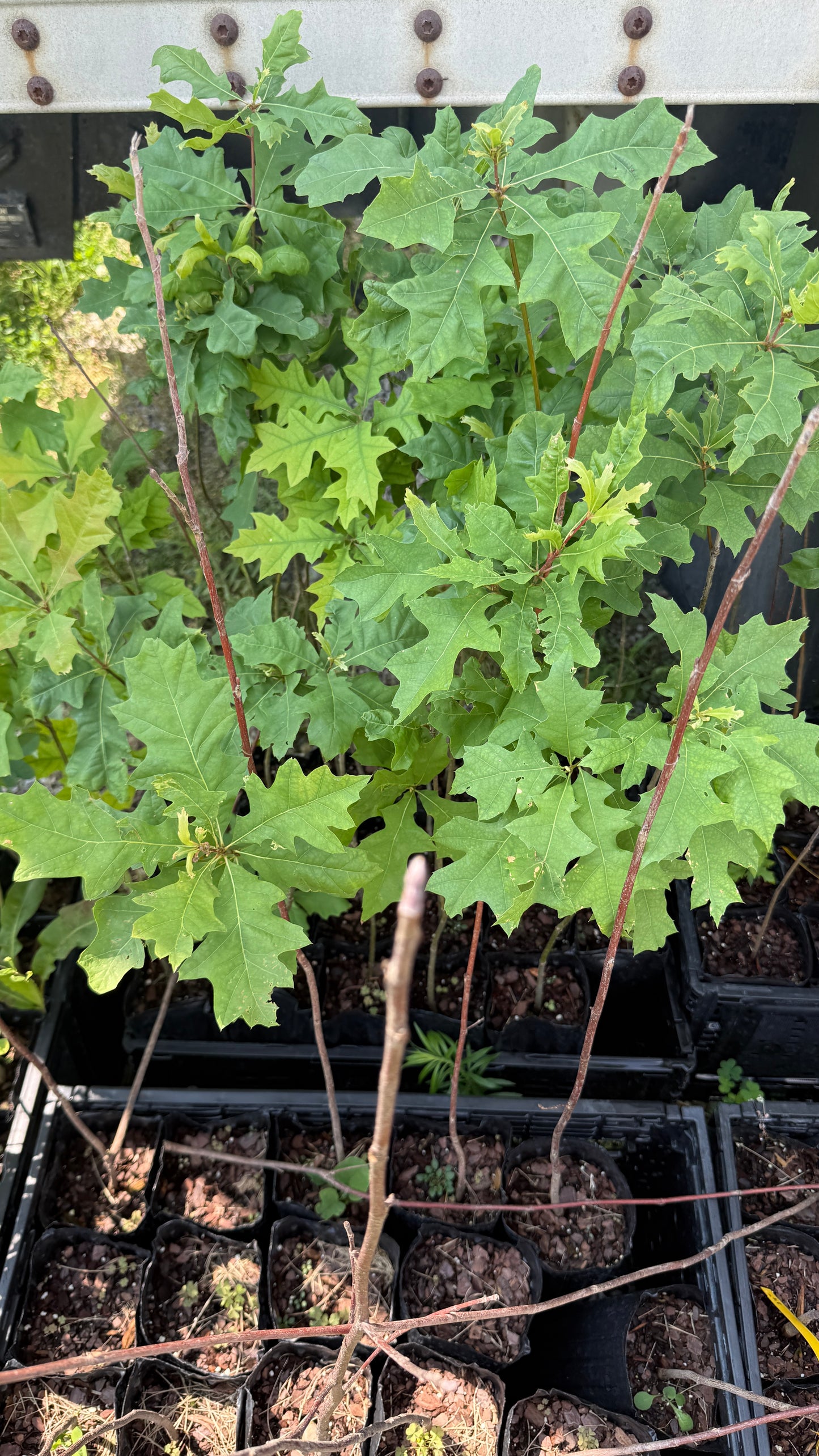 Pin Oak- One of the Prettiest Oak Trees, 2.5-3 ft tall, 4x12 tree pots