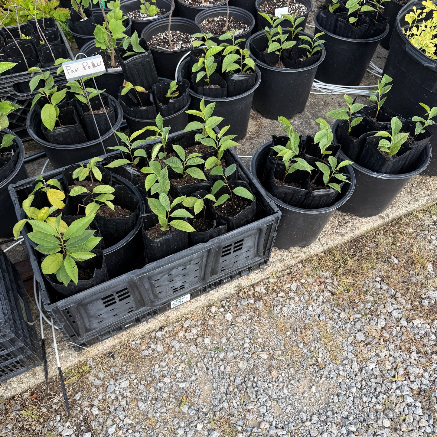 1 Paw Paw Tree, from Great Quality grafted seed- only Organic Pesticides Used, 4x12” deep-root pot