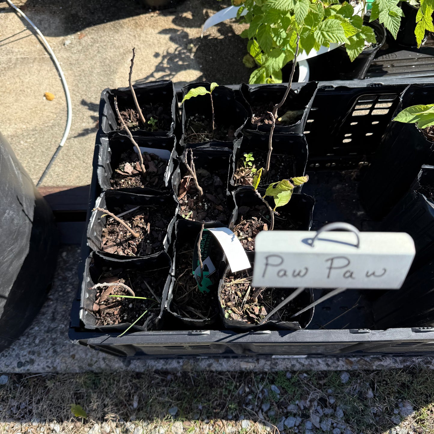 1 Paw Paw Tree- only Organic Pesticides Used, in 12” deep-root pot, 2nd  year tree (Dormant losing/no leaves)