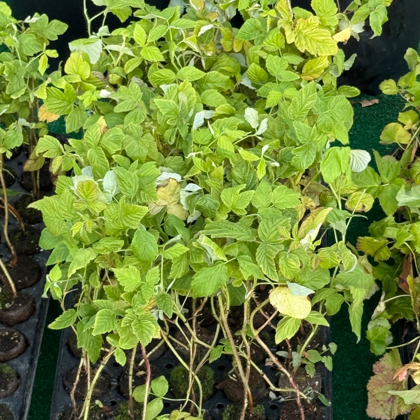 Tray of Kokanee Raspberry Plant Plugs
