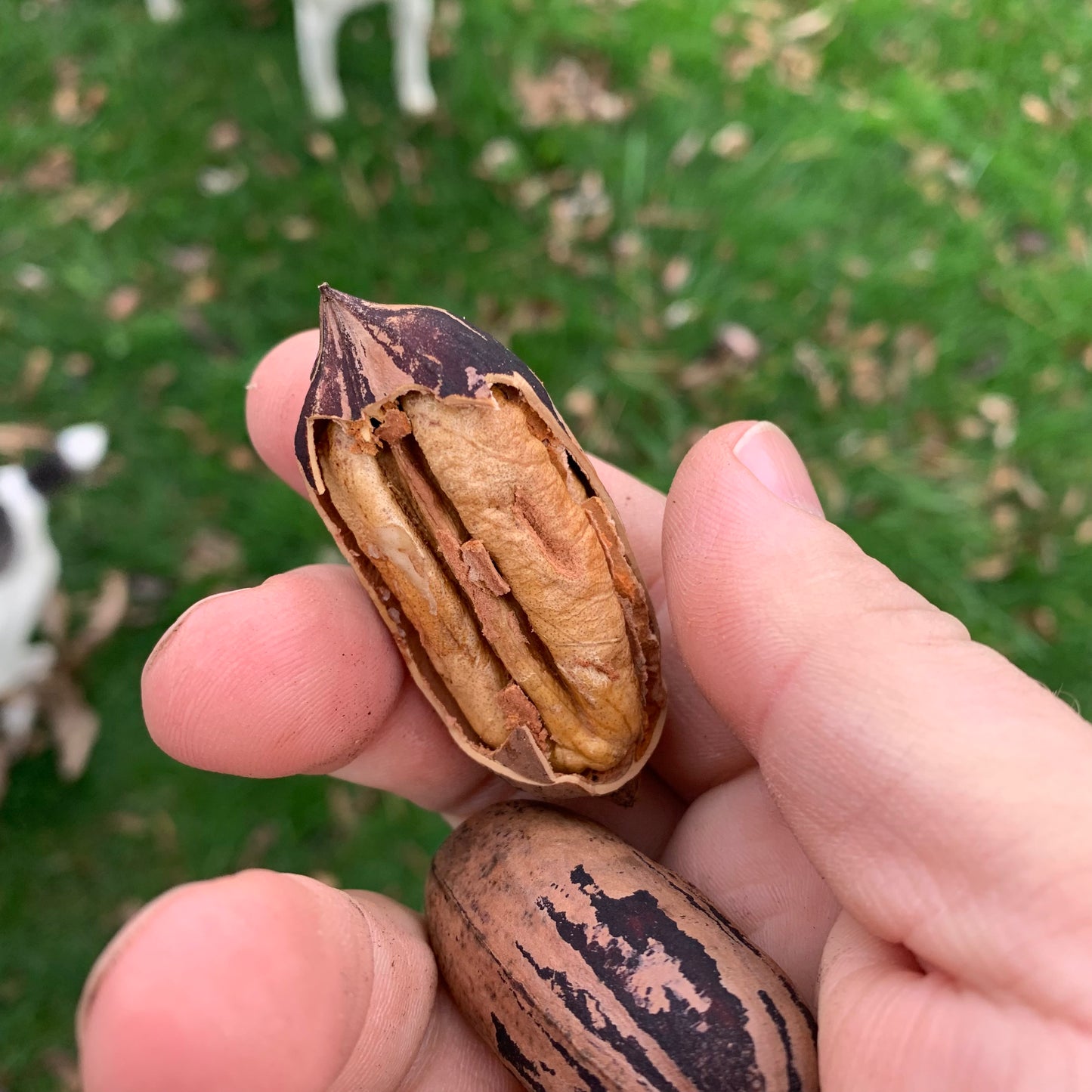 Amish Raised Pecans - in shell ‘Mohawk’ a Mammoth Pecan larger than Pawnee