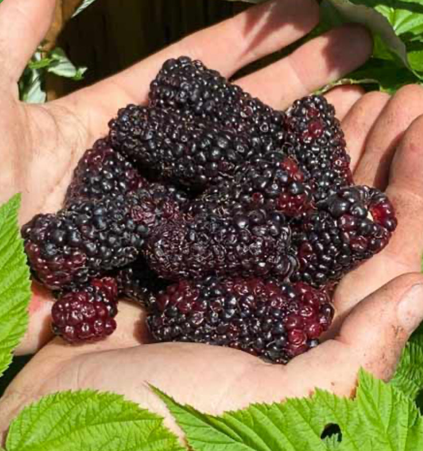 Patented Thornless BlackBerry & Raspberry Starter Plant (Plugs)- with Free 24" Greenhouse Miracle Grow Tube