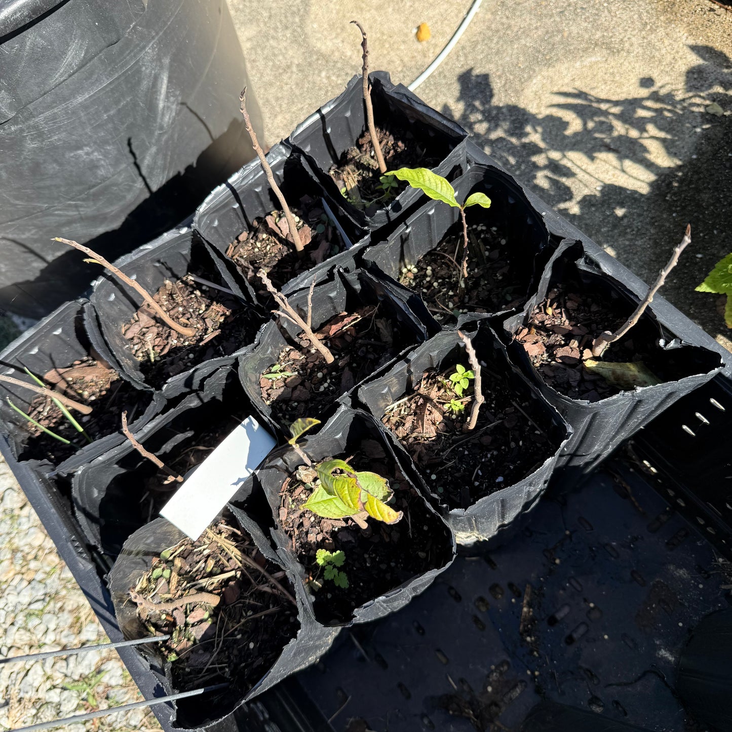 1 Paw Paw Tree- only Organic Pesticides Used, in 12” deep-root pot, 2nd  year tree (Dormant losing/no leaves)
