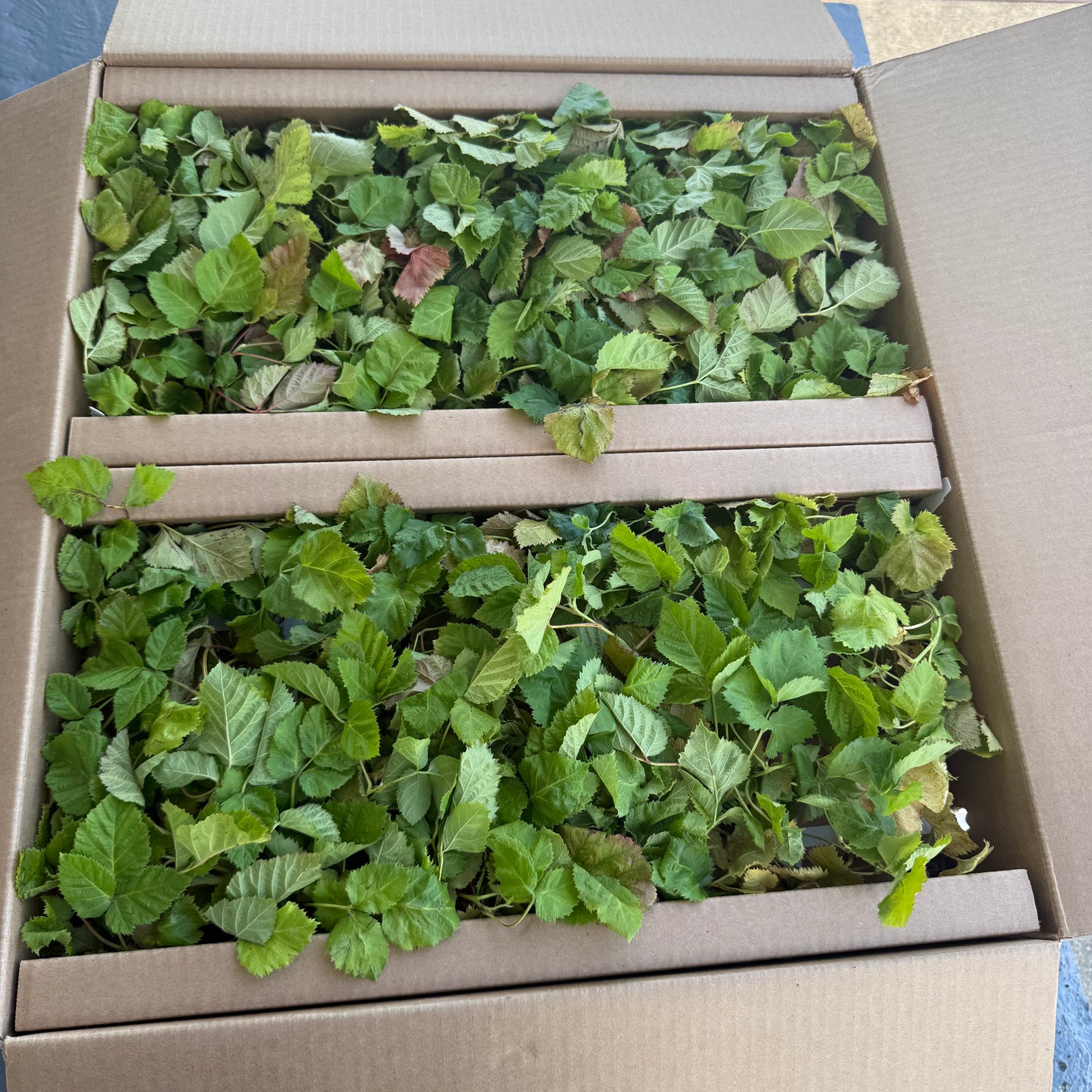 Box of 100 Columbia Giant Blackberry Plant Plugs