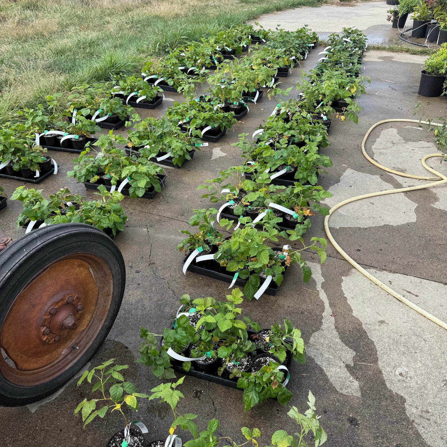 Patented Thornless BlackBerry & Raspberry Plants in 5 " Pot & FREE DIPPING of 'Diehard' mycorrhizae root dip