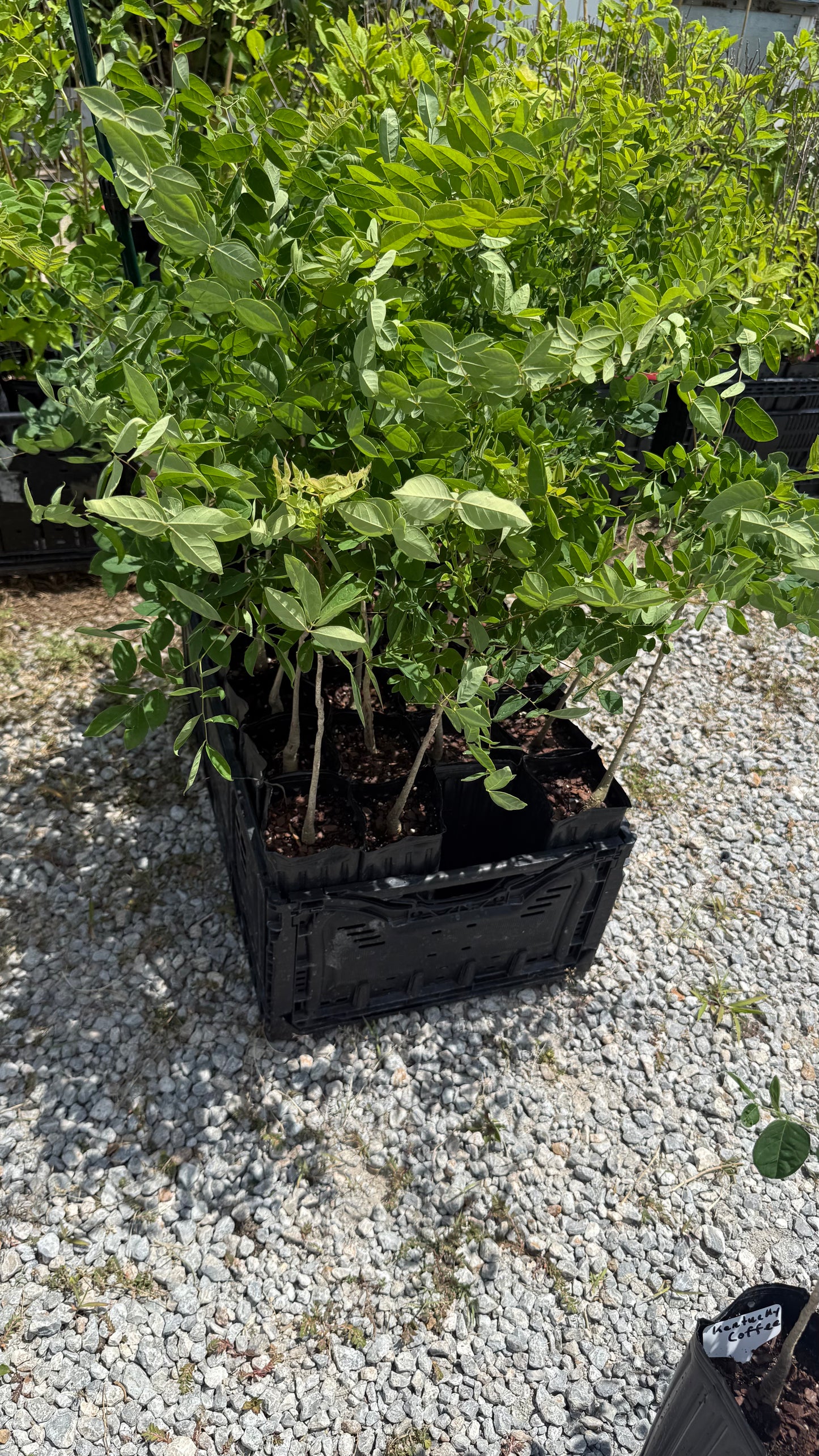 1 Kentucky Coffee Tree 4x12” Tree-pot