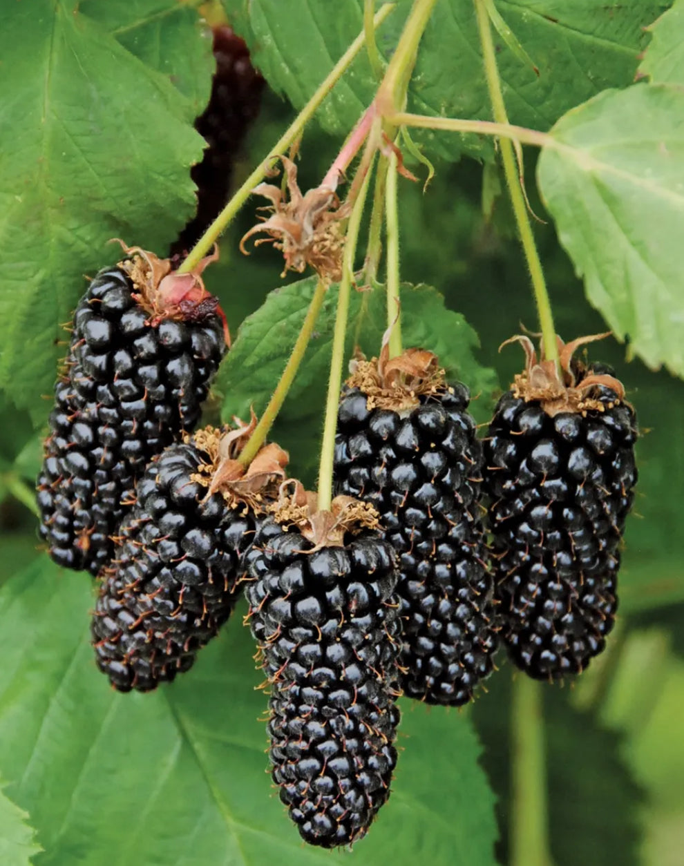Patented Thornless BlackBerry & Raspberry Starter Plant (Plugs)- with Free 24" Greenhouse Miracle Grow Tube
