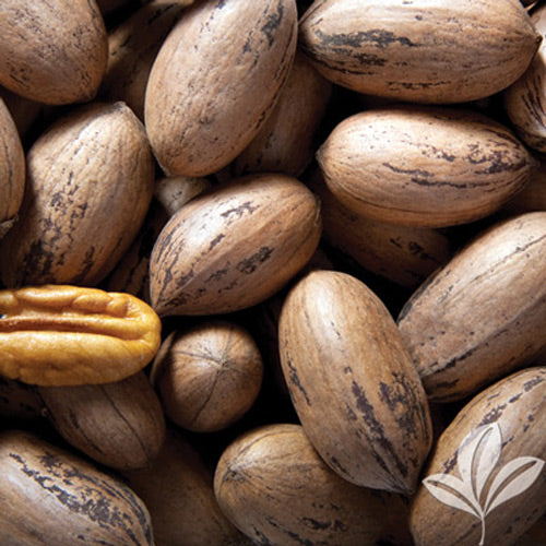 Amish Raised Pecans - in shell ‘Mohawk’ a Mammoth Pecan larger than Pawnee