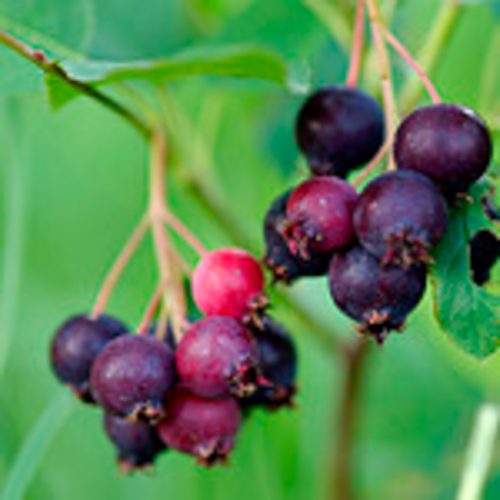 2+1 Free-Downy Service Berry Bush/Tree- Attracts Butterflies, Great Fruit (better than Blueberries) & Beautiful! 2-24”, 1-12” (bareroot)