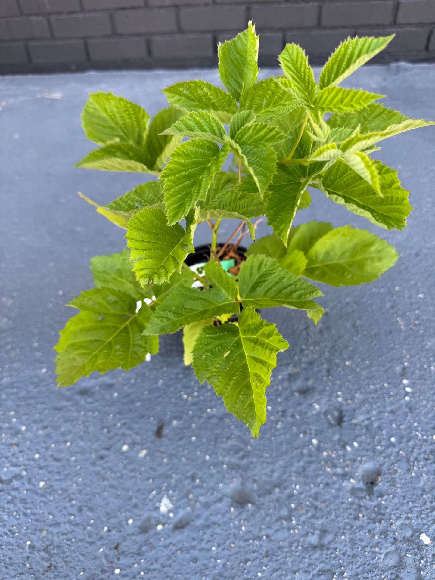 Patented Thornless BlackBerry & Raspberry Plants in 5 " Pot & FREE DIPPING of 'Diehard' mycorrhizae root dip!