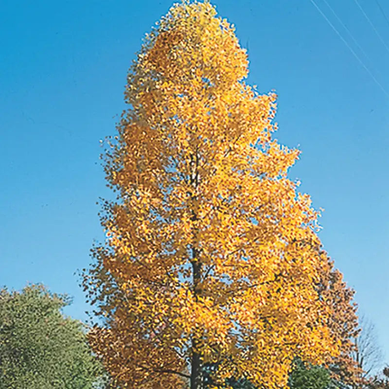 (1) 24" Yellow Tulip Poplar/Magnolia-Butterflies, Birds & Bees (Bareroot)