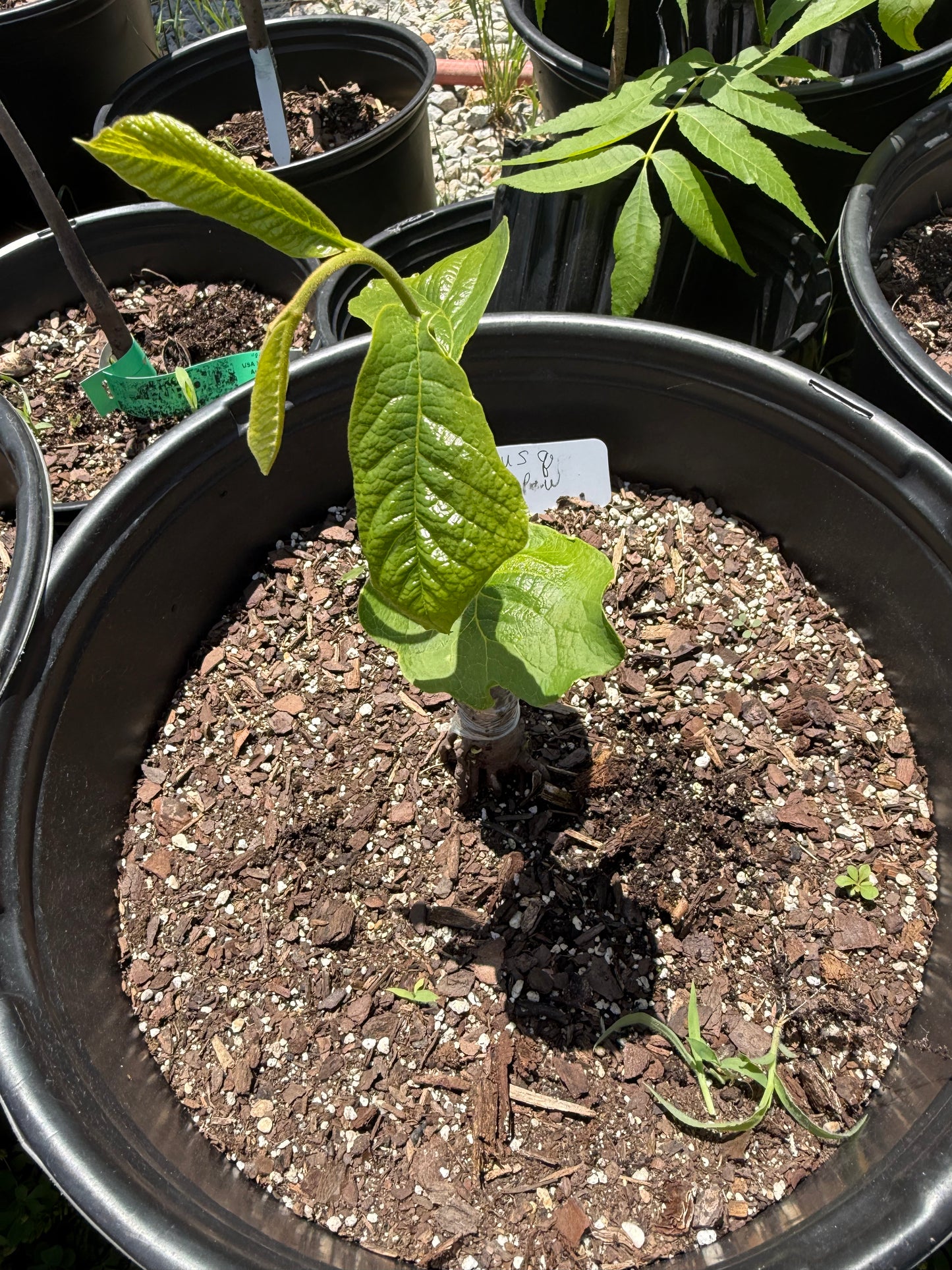 1 Newly Grafted Paw Paw Tree- Susquehanna variety