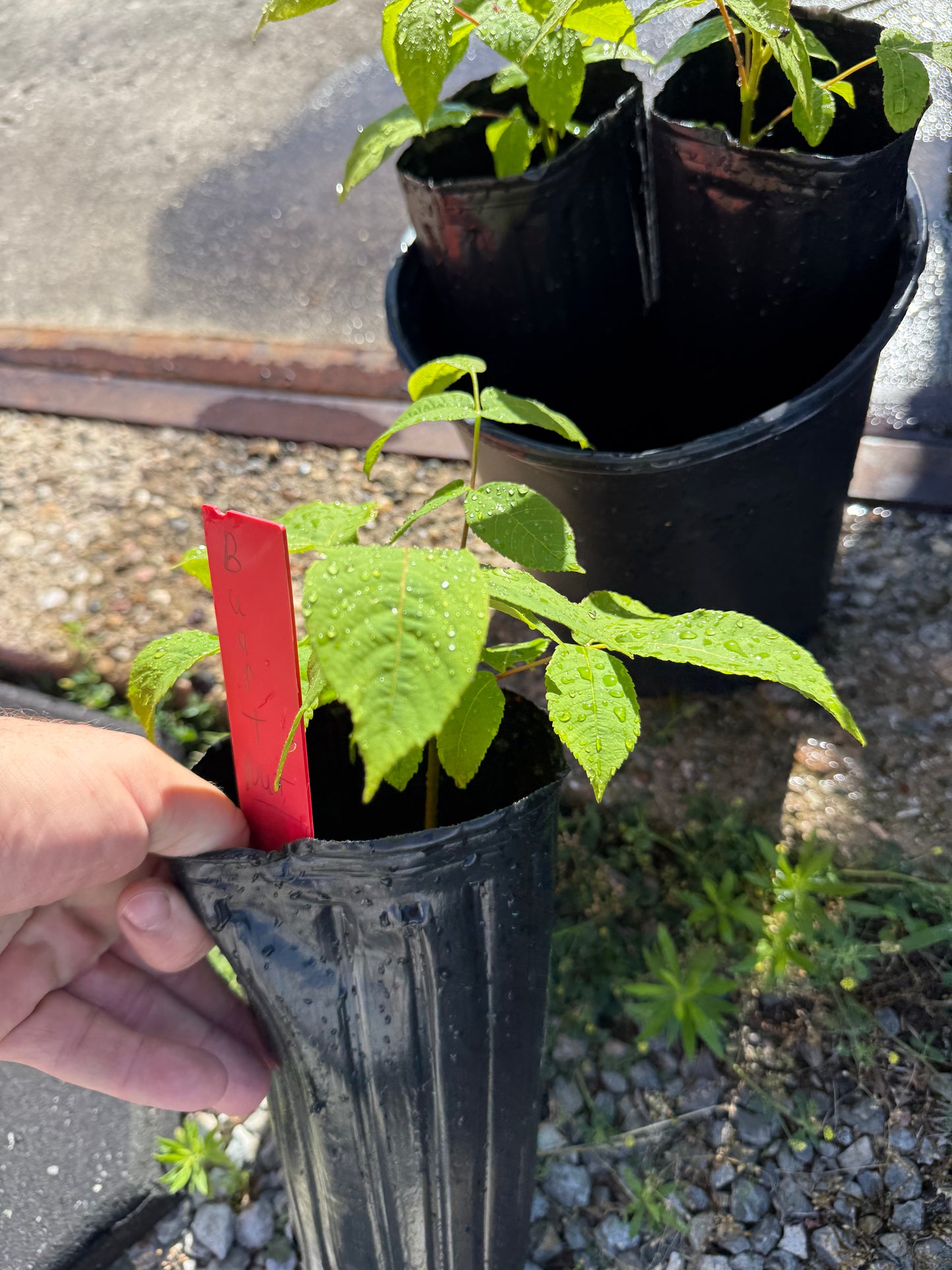 Buart Nut-cross of Heart Nut (white walnut) and American Butternut (more disease resistant than butternut) 4x12” potted