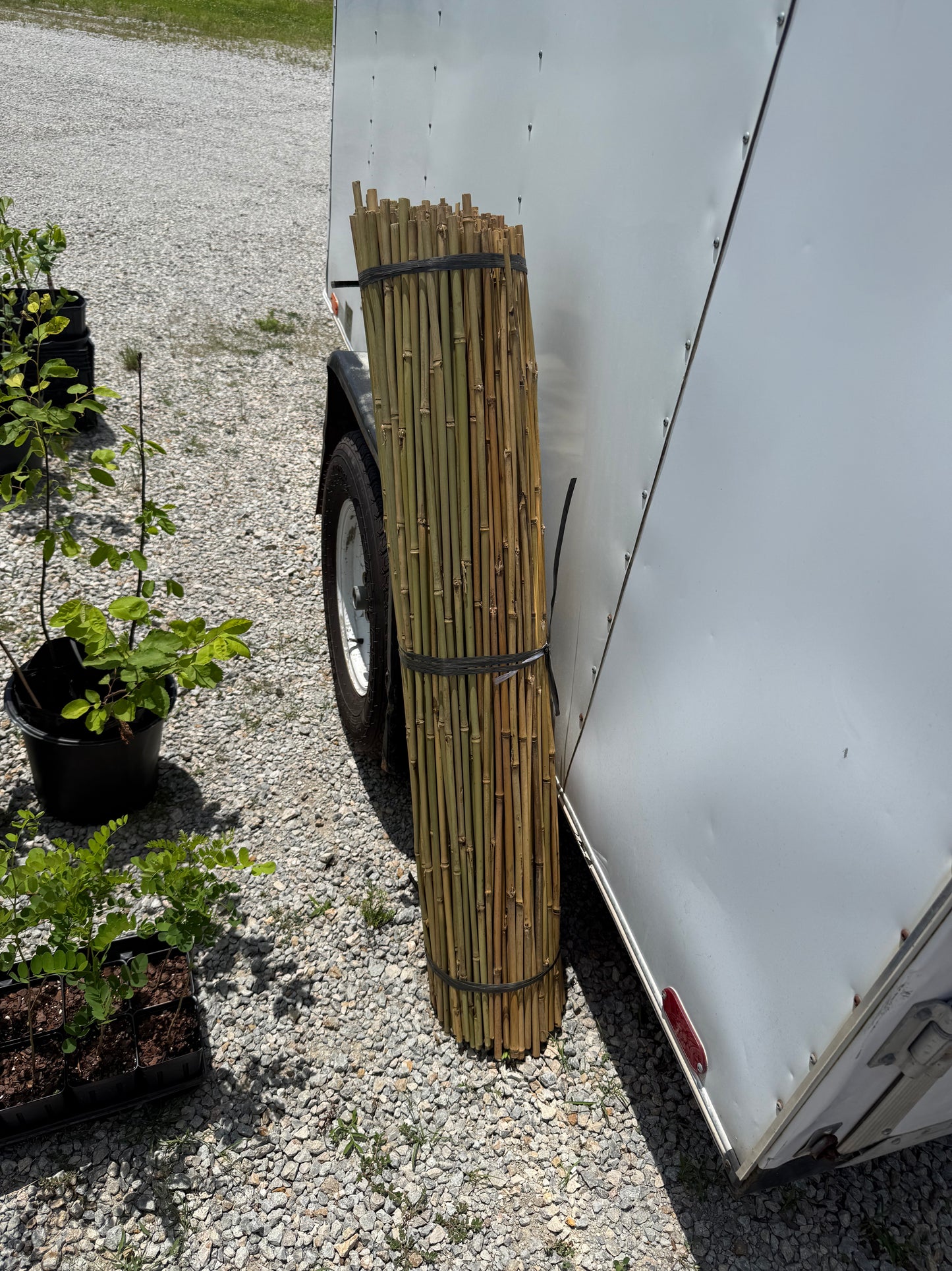 Bamboo Stakes