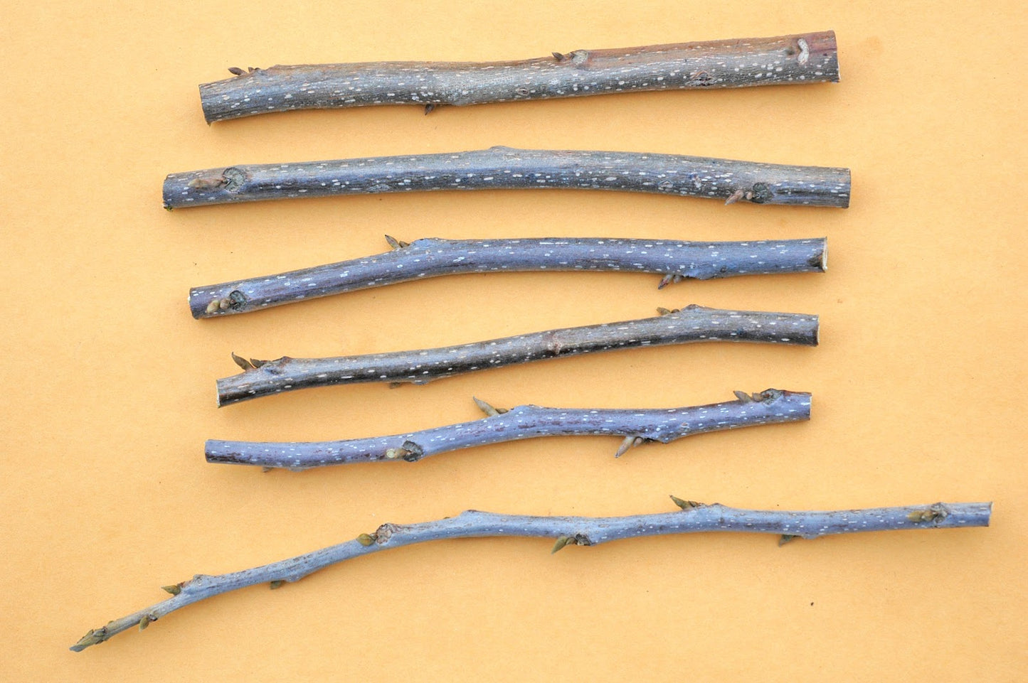 Pecan-Grafting Scion-1 Stick