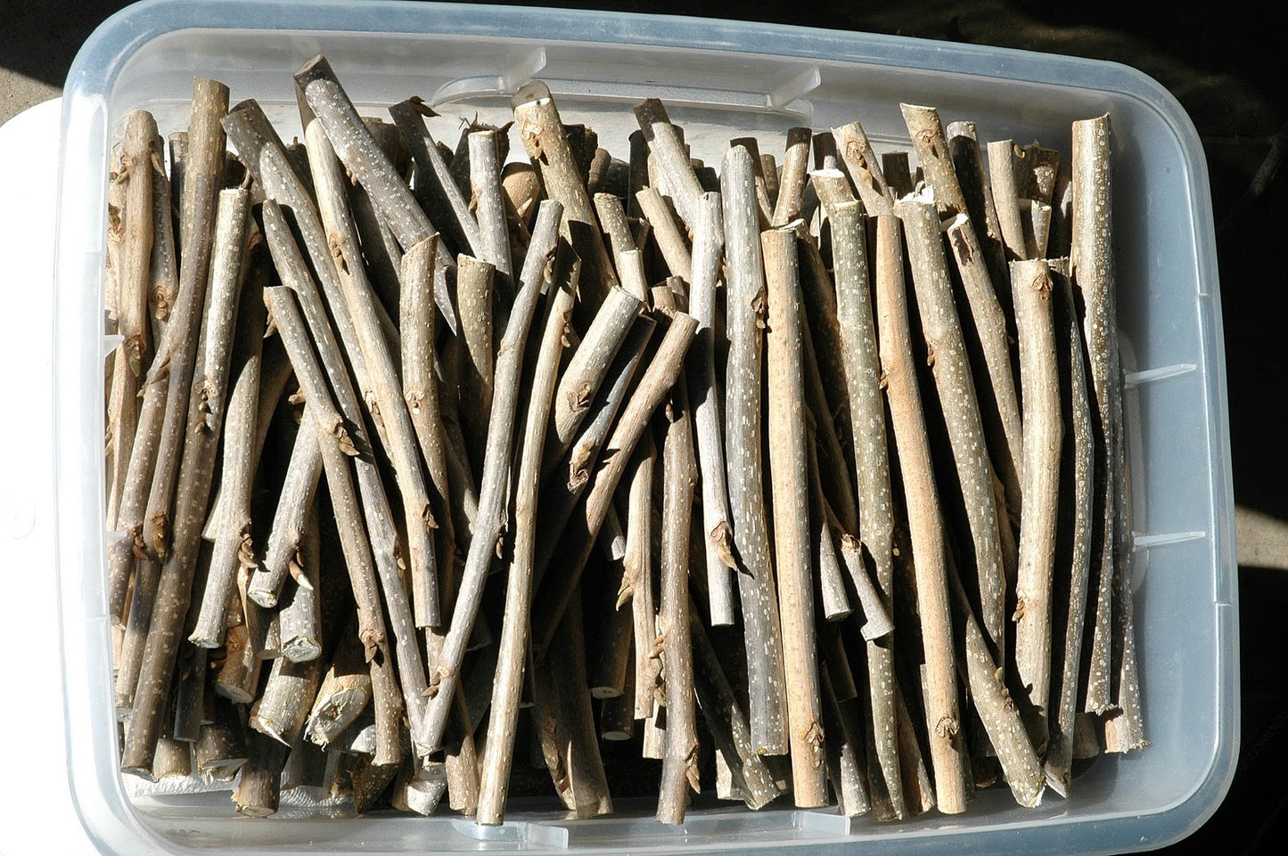 Pecan-Grafting Scion-1 Stick