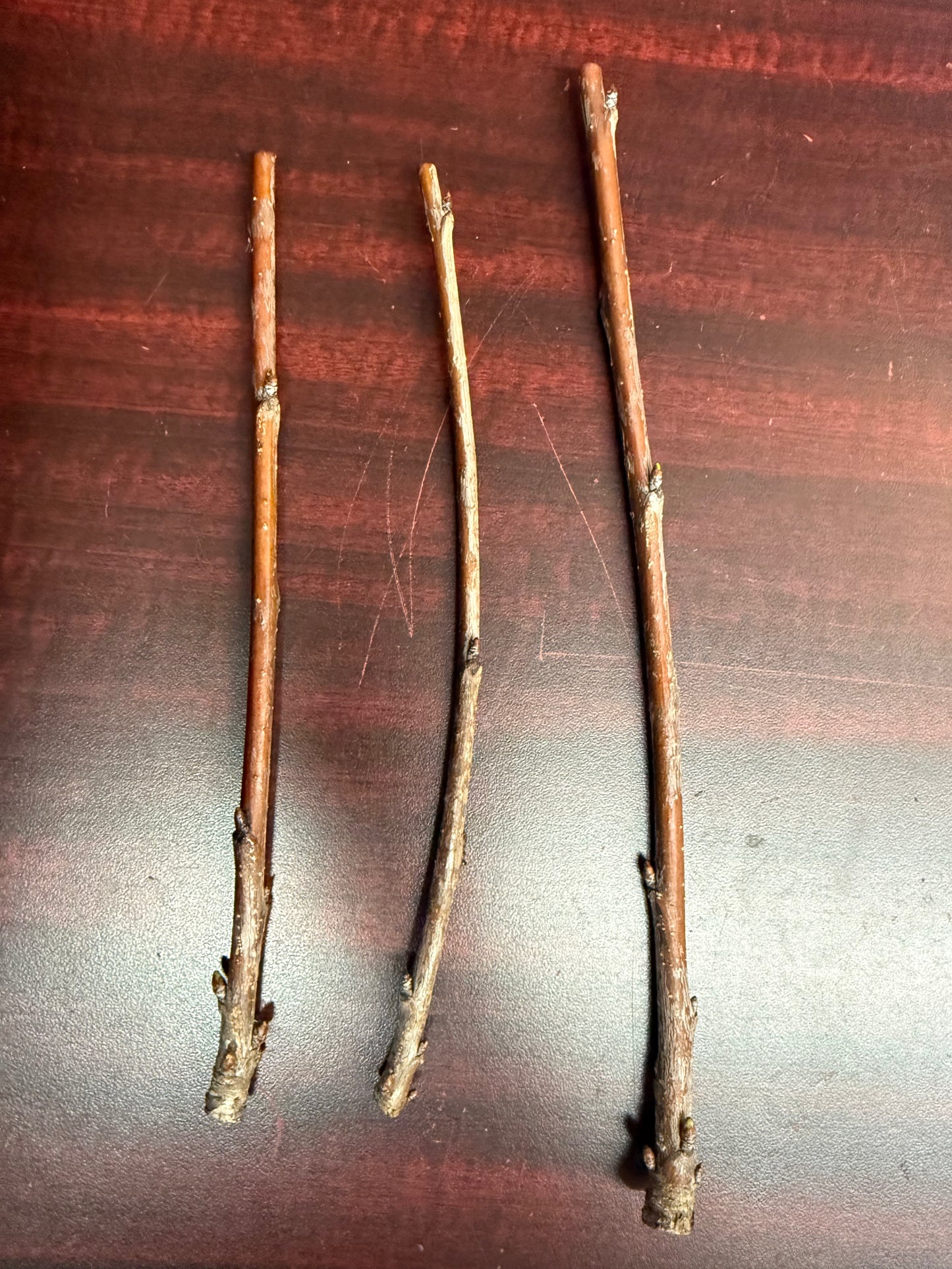 Sweet Cherry-Stone Fruit-Grafting Scion-1 Stick