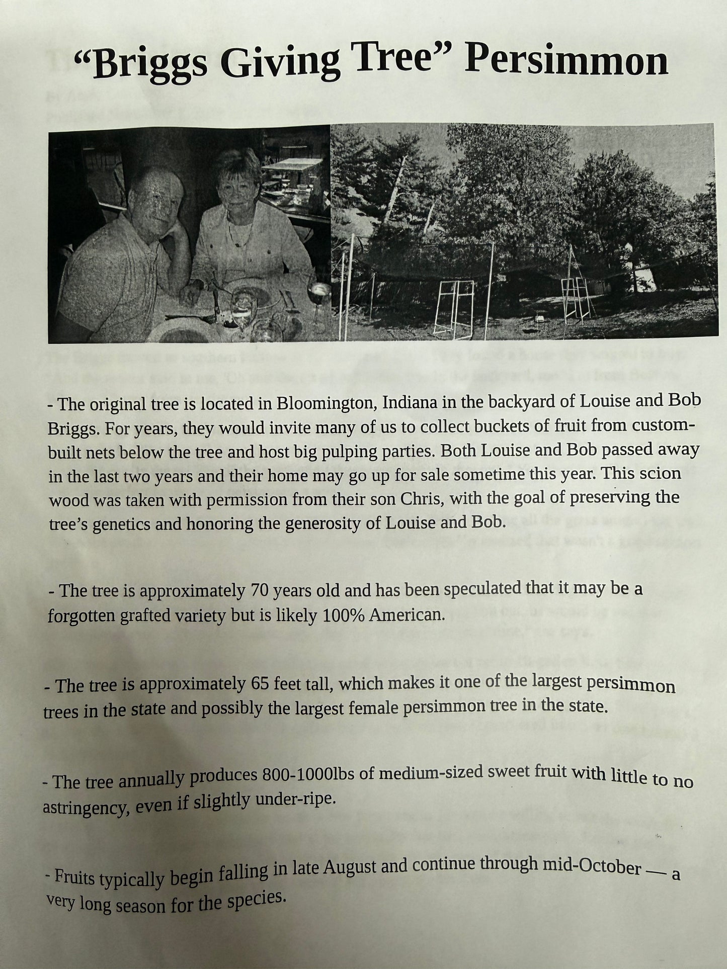 Persimmons-Grafting Scion-1 Stick