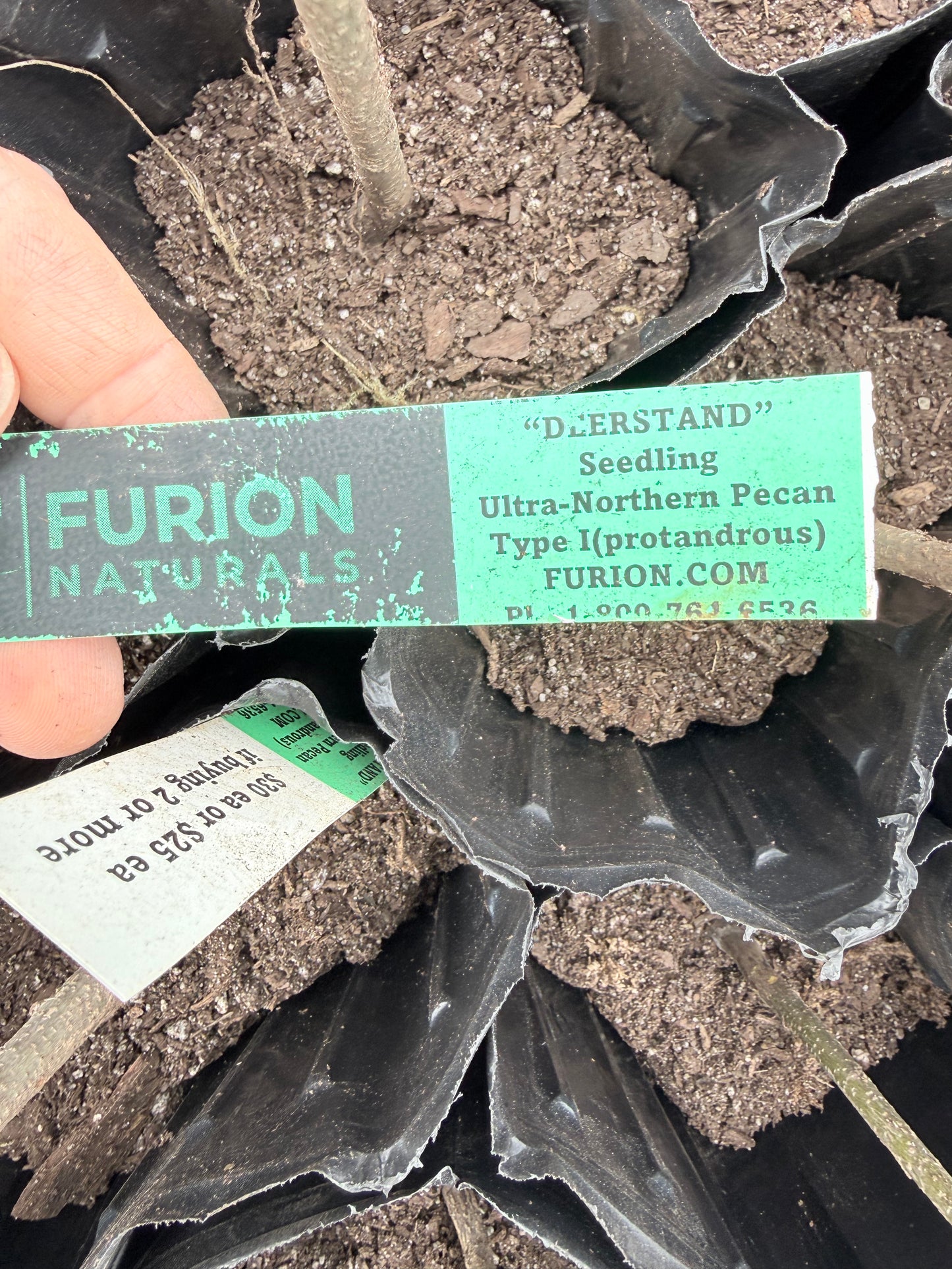 Pecan Tree Seedling- from "Deer Stand", Ultra-Northern Variety