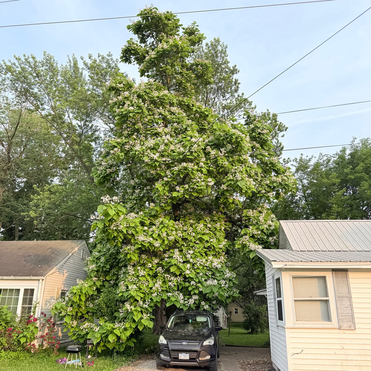 (1) 18" Catalpa (Northern)- Great for Bees & Gorgeous Huge Heart Shaped Leaves (Bareroot)