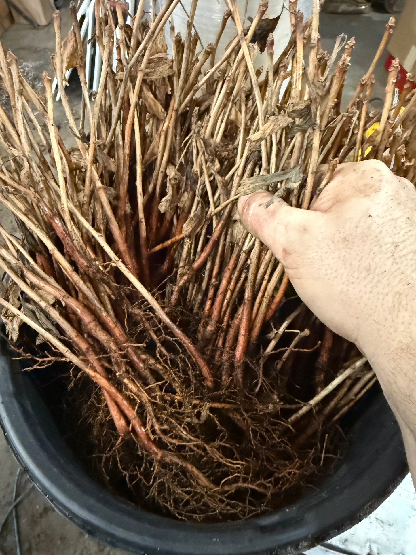 2 GINKGO BILOBA Trees (Bareroot)- an Herb for the Mind “Fishtail Shaped”Maidenhair Leaves